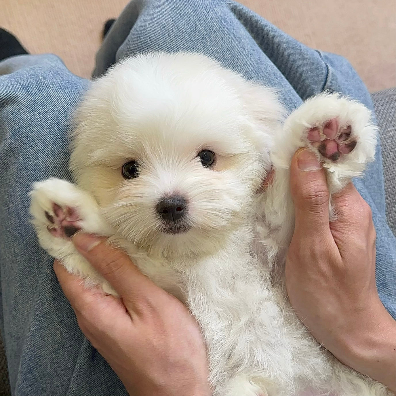 Do you know about the Coton de Tulear, the most popular puppy in Korea in 2024?