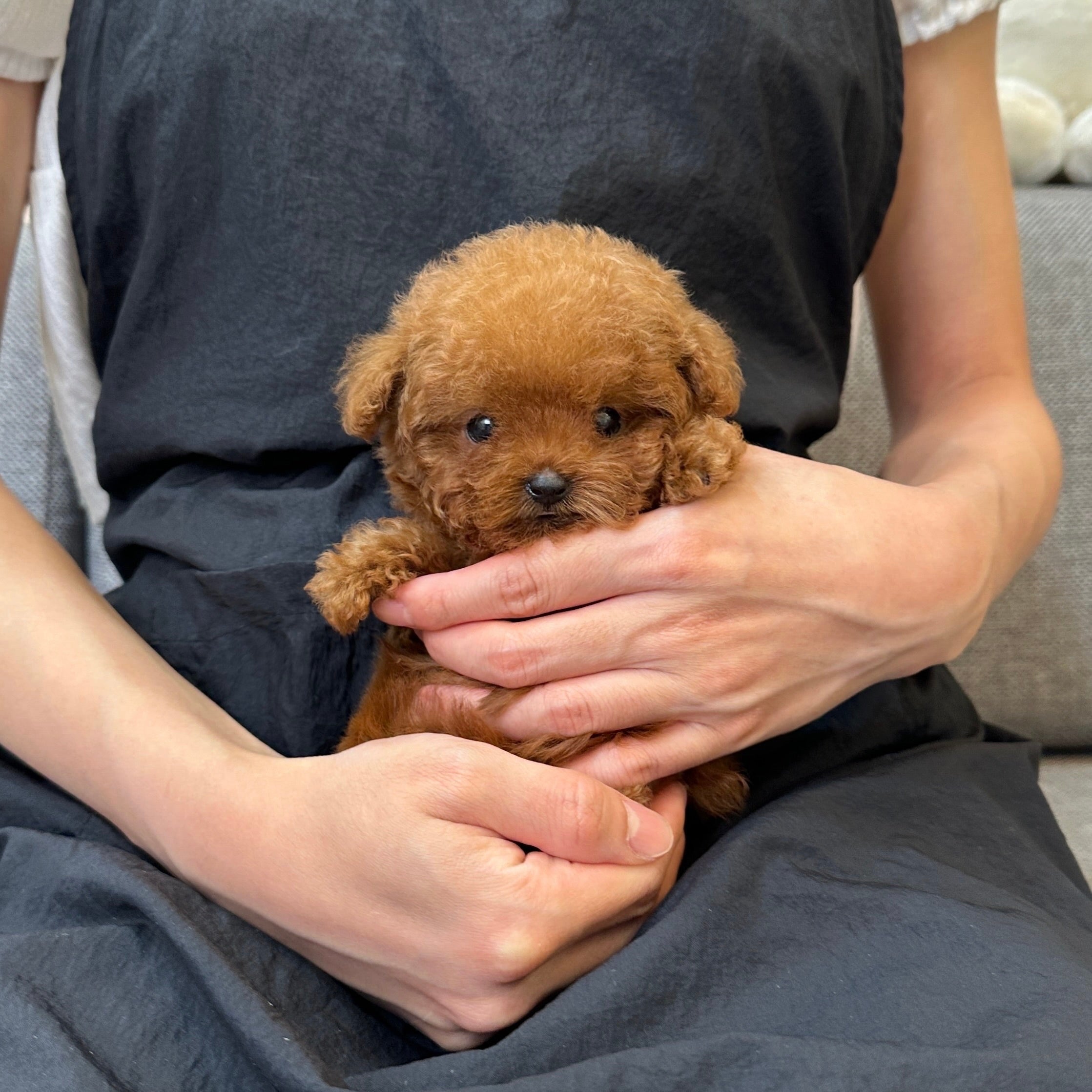TEACUP PUPPY PERSONALITY TYPES: WHICH BREED MATCHES YOUR LIFESTYLE