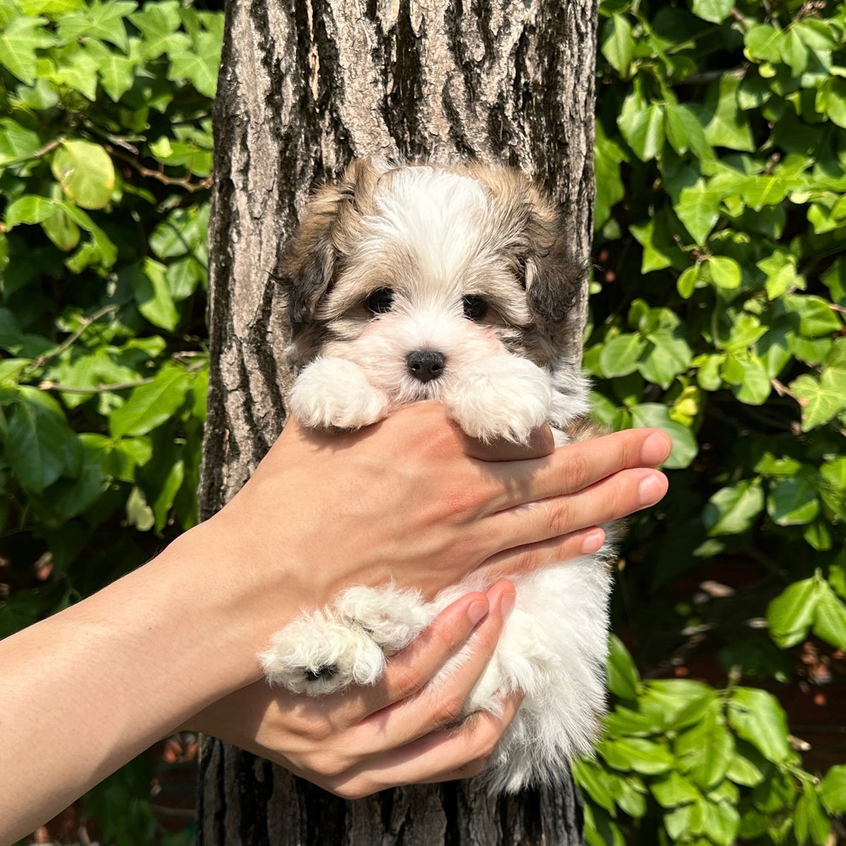 The Healthiest Small Puppies: Why Korean Teacup Puppies Stand Out