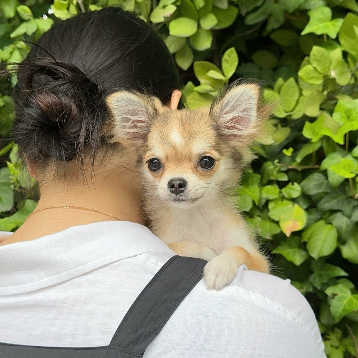 Chihuahua: The Napoleon of the Dog World