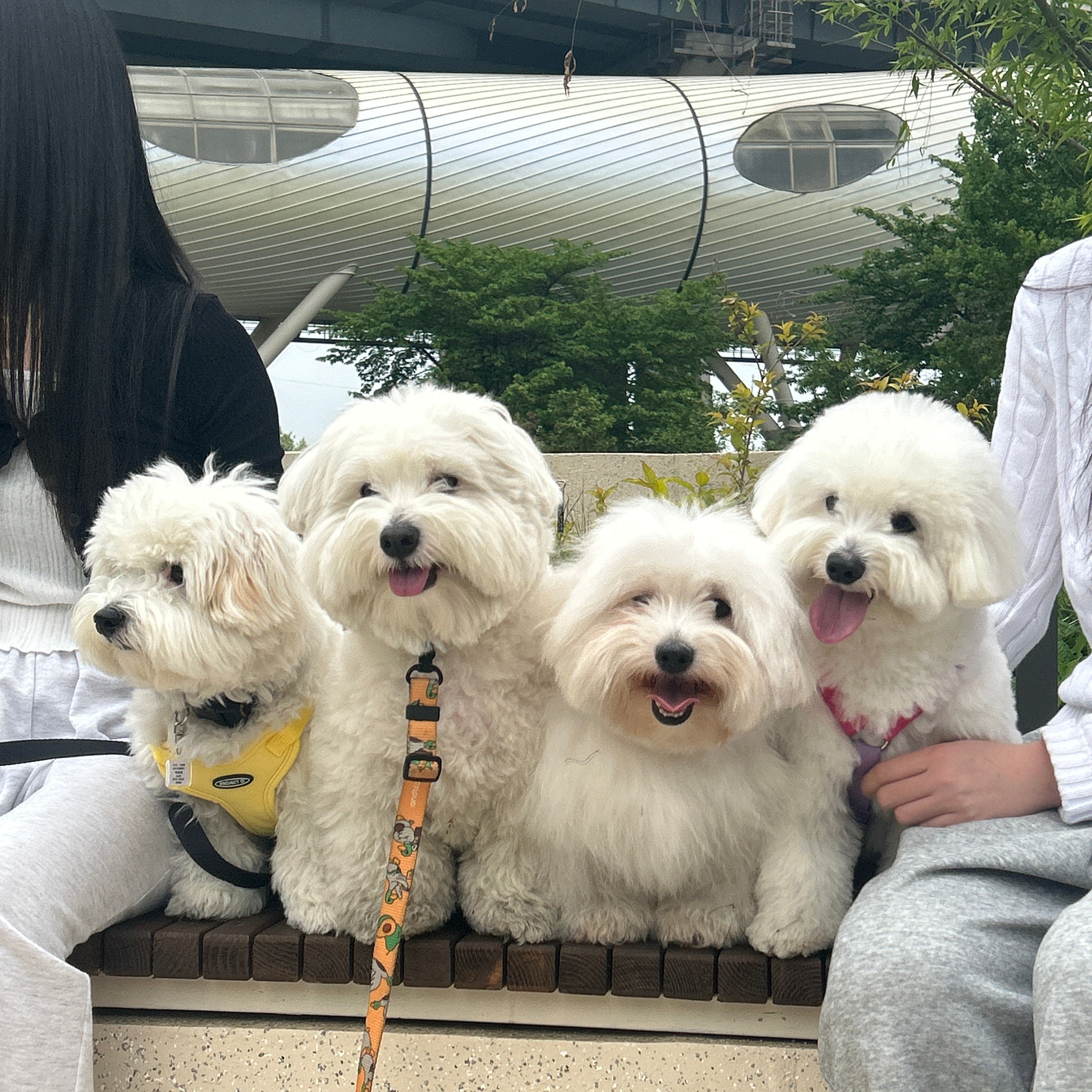 The Golden Window of Puppy Socialization: Why 2–12 Weeks Matter