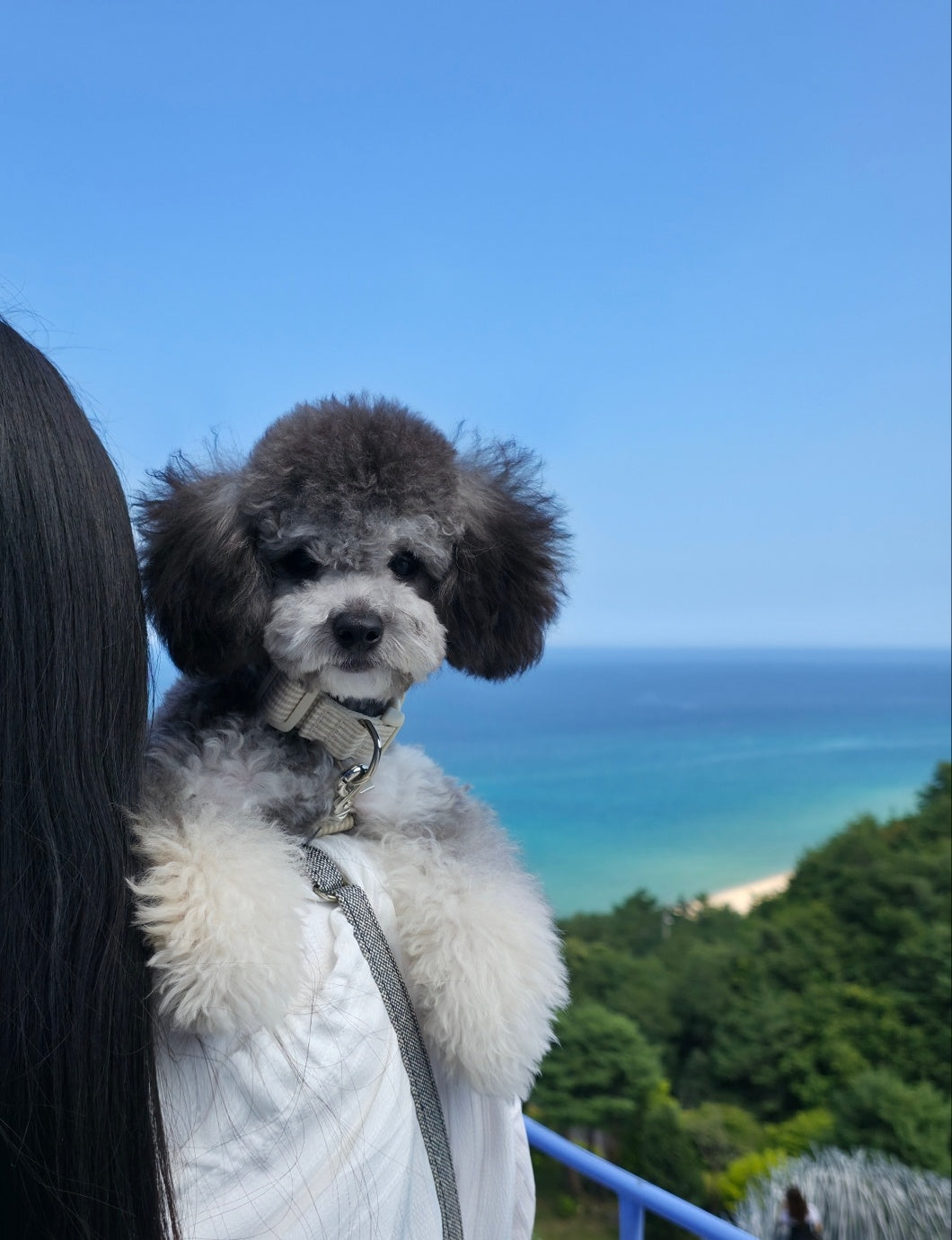 Top 10 Travel-Friendly Small Dogs Perfect for Flying with You 🌍