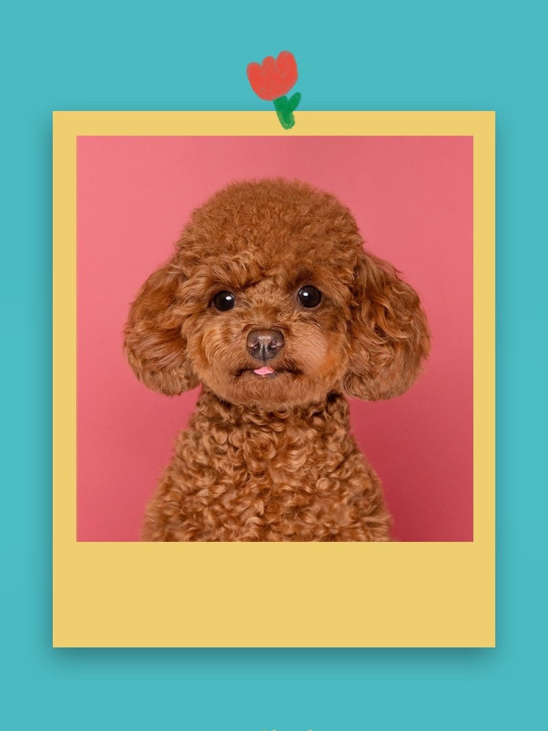 The Delight and Responsibility of Owning a Toy Poodle
