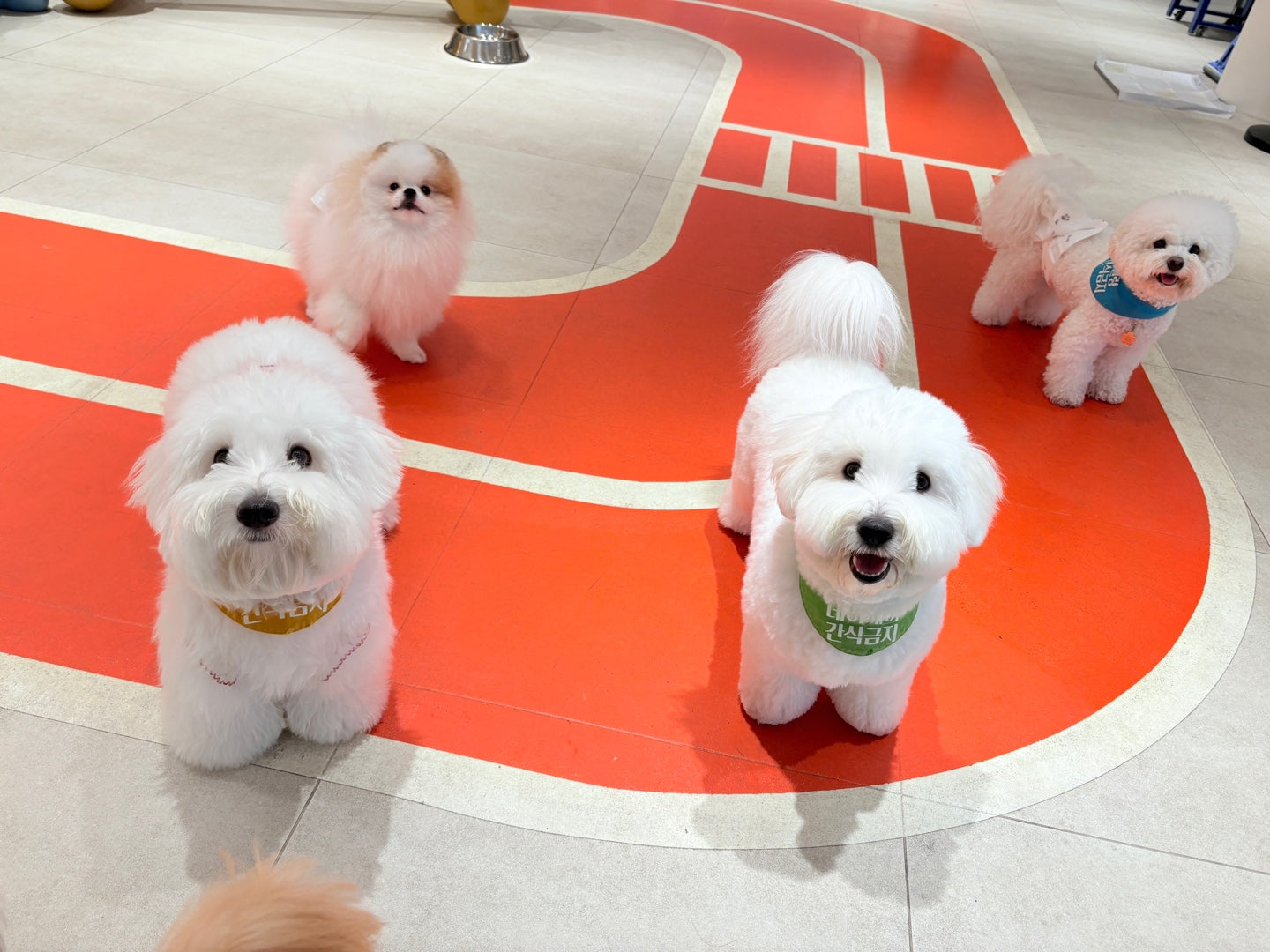 Puppy Potty Training Guide: Indoor vs. Outdoor Success Tips from Kim’s Pups