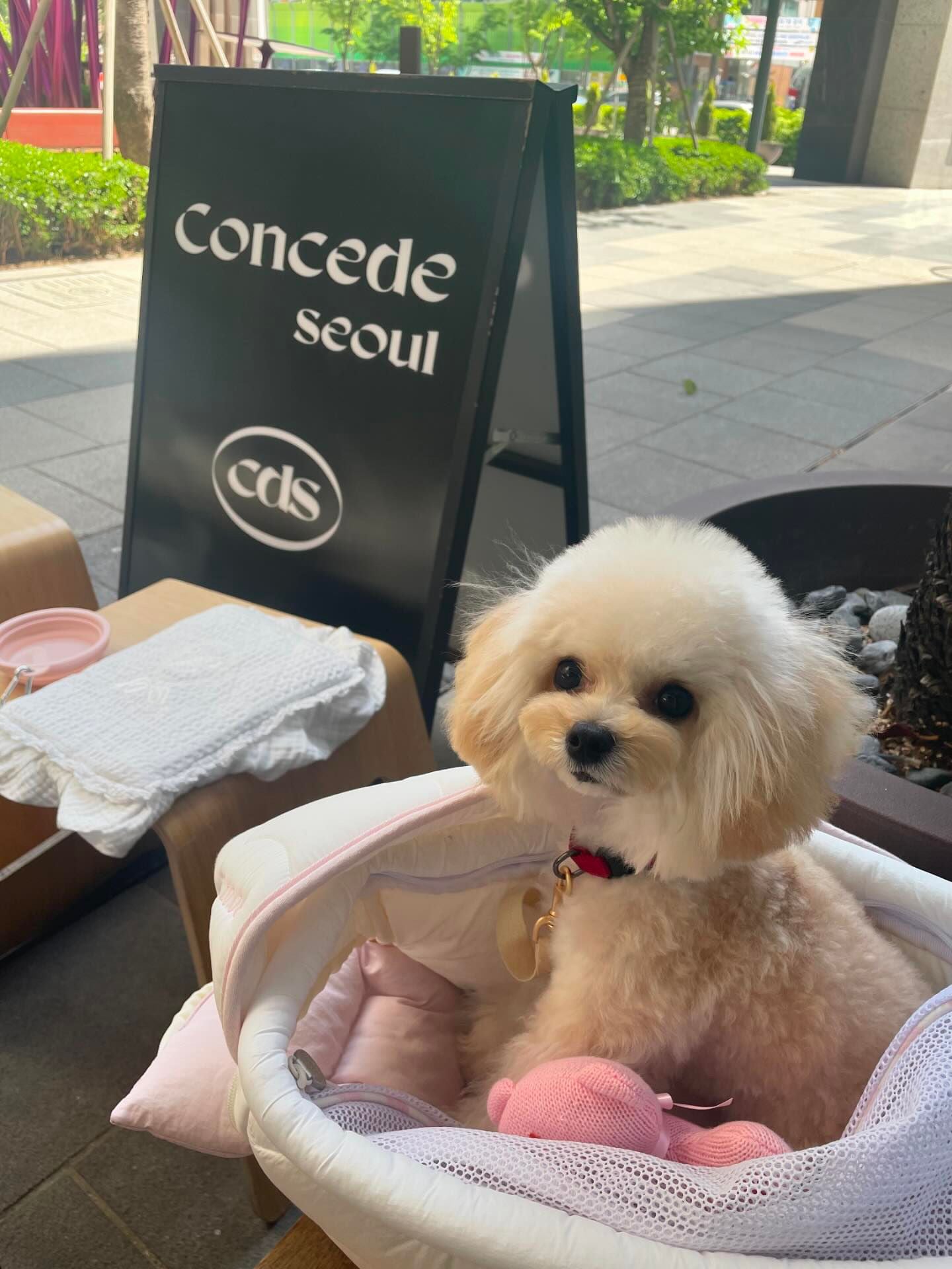 Best Small Dog Breeds Comparison: Maltipoo vs Toy Poodle vs Bichon Frisé🐩