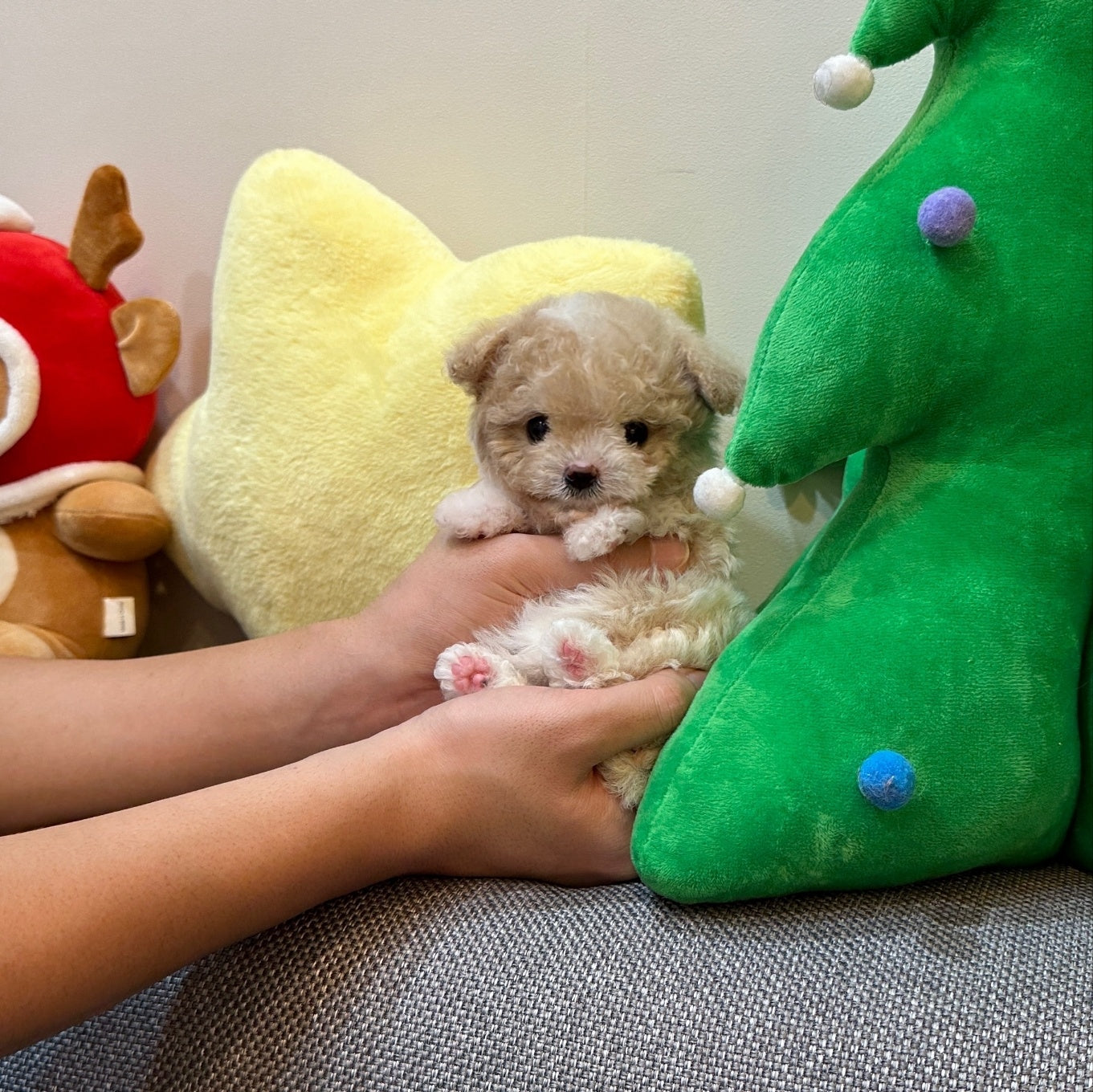 A Complete Health Checklist for Small Breed Puppies