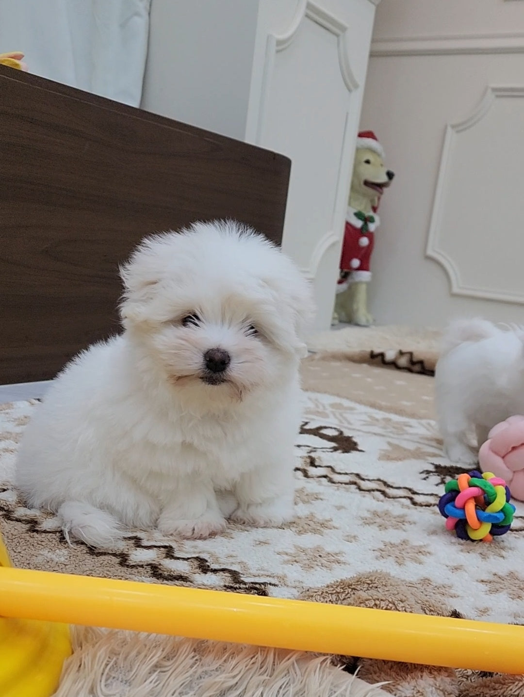 Mastering Basic Dog Commands: Sit, Down, Stay & Come Explained