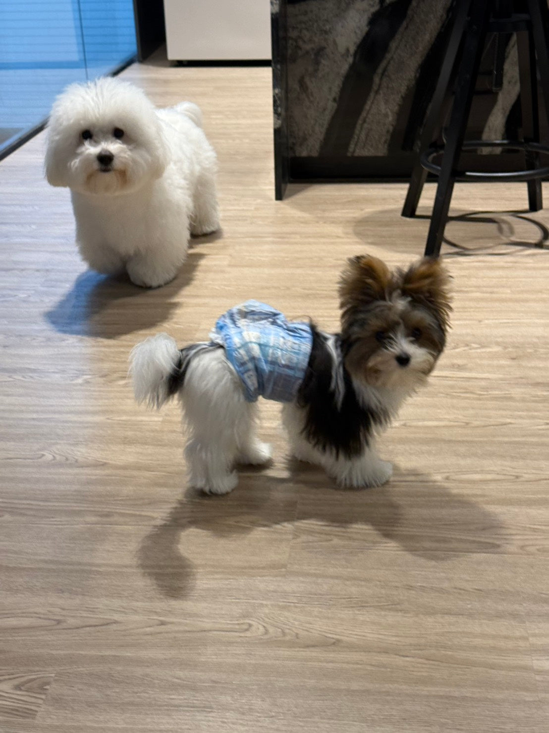 Why Korean Puppies Adapt Well to Apartment Living Abroad