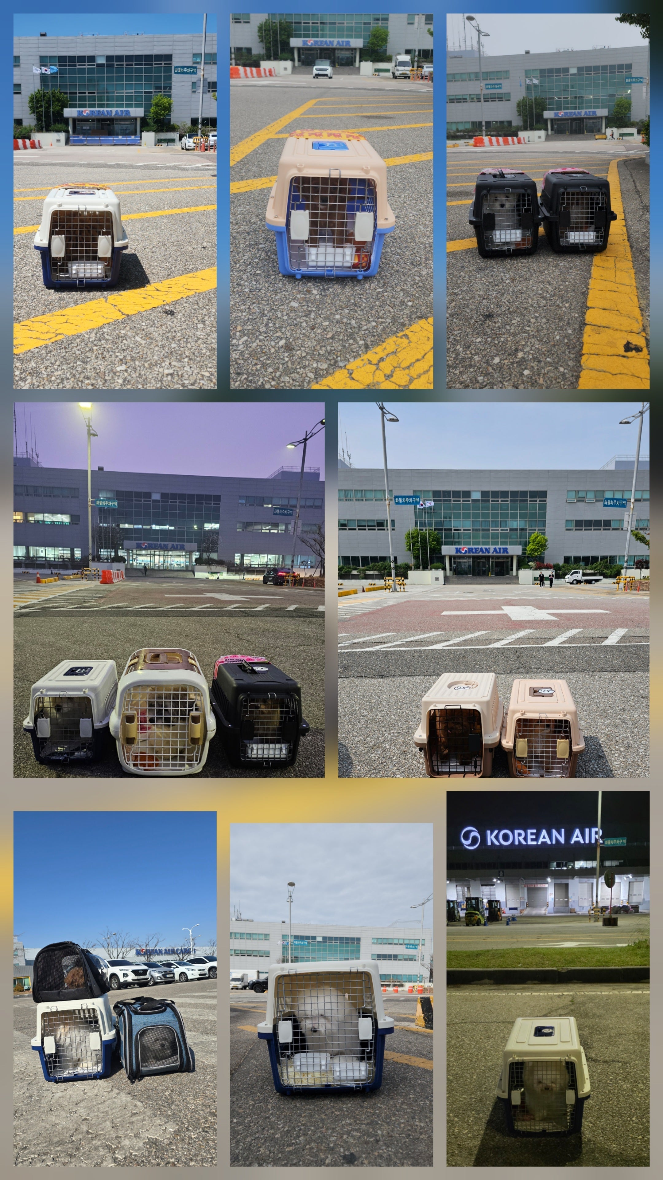From Seoul to Your Home: How We Safely Fly Teacup Puppies Worldwide ✈️🐾