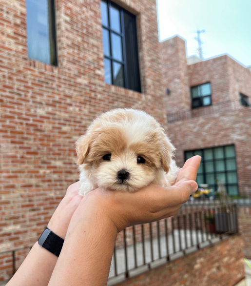 How to Find a Trusted Korean Breeder 🏆