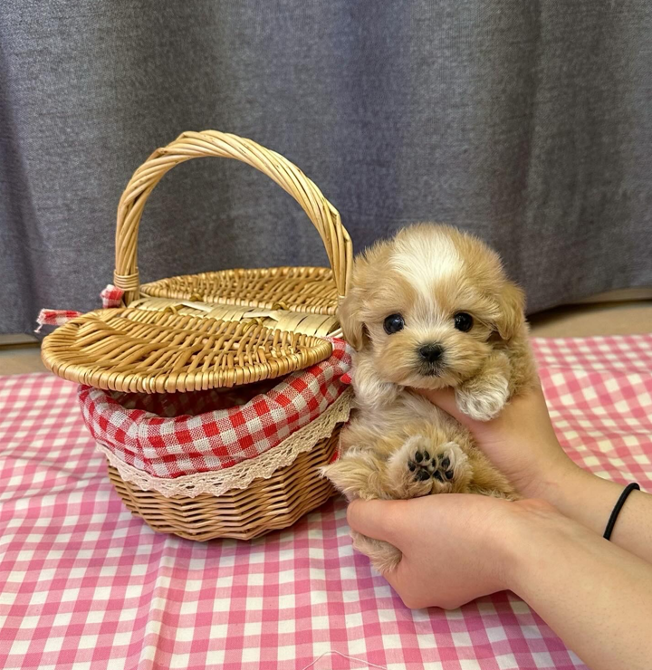 Teacup Maltipoo vs Teacup Poodle: Which Puppy Is Right for You?