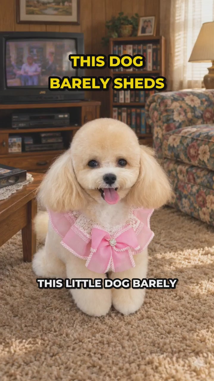 Breedpedia Ep.01 Maltipoo video: this dog barely sheds
