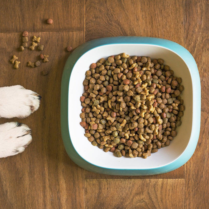 Paws Off! 10 Foods That Are Toxic to Dogs