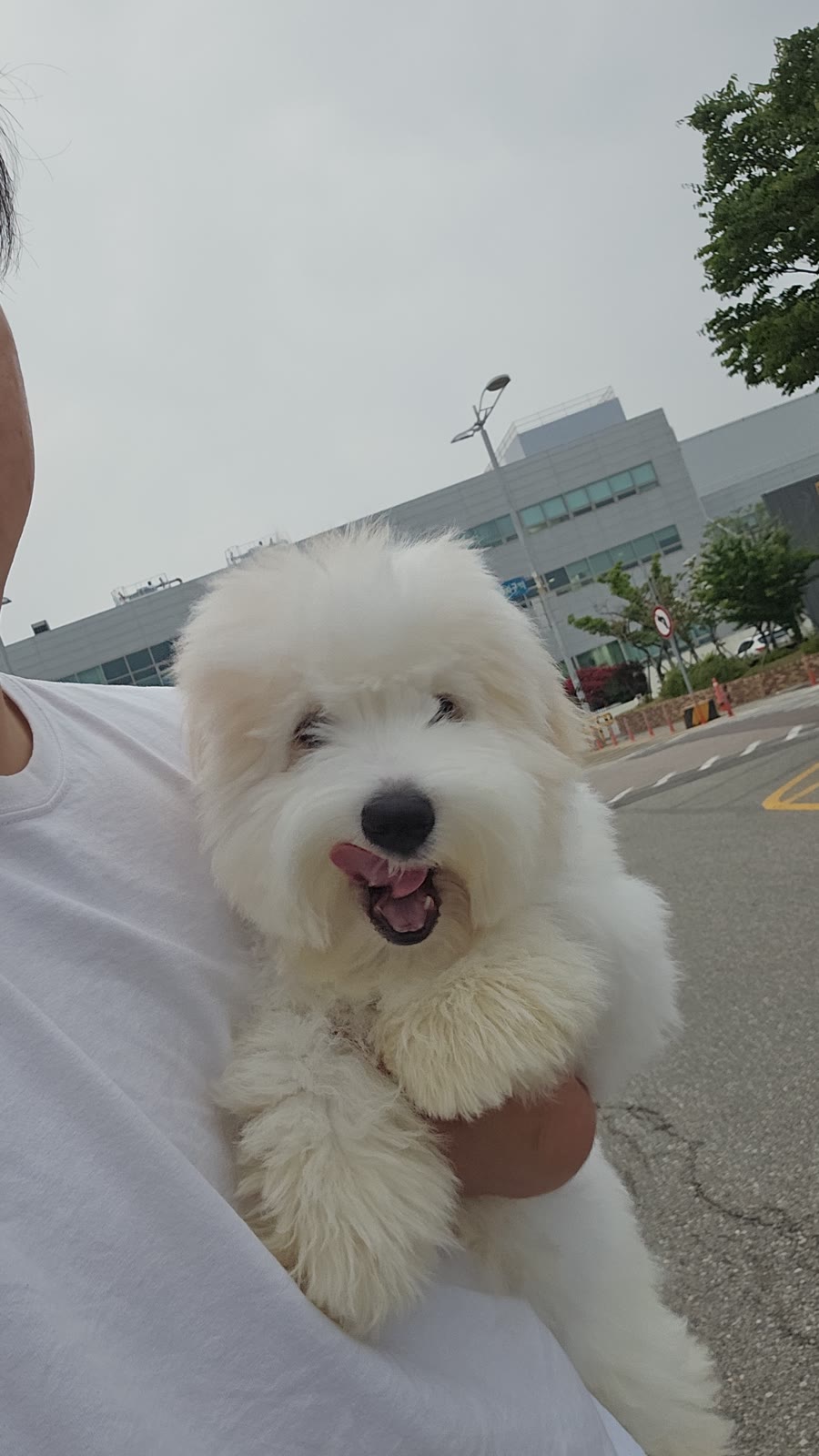 Indy the Coton de Tulear puppy from Kim's Pups Korea before flying to Miami