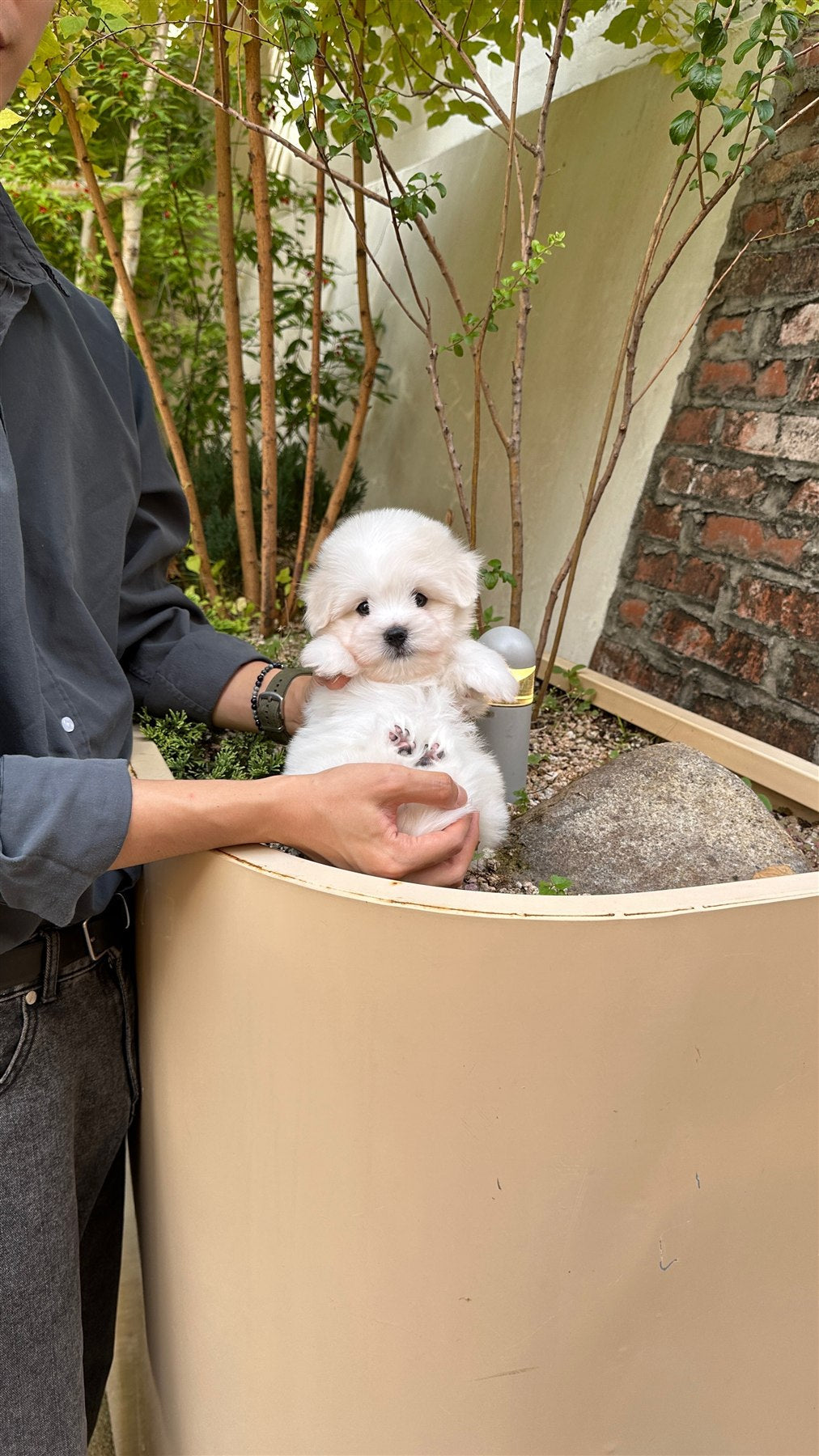 LEO the Coton de Tulear Goes Home to Yeongdeungpo | 꼬똥드툴레아 분양