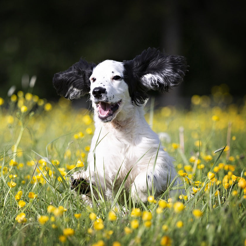 Essential Preparations Before Your First Meeting with Your Dog