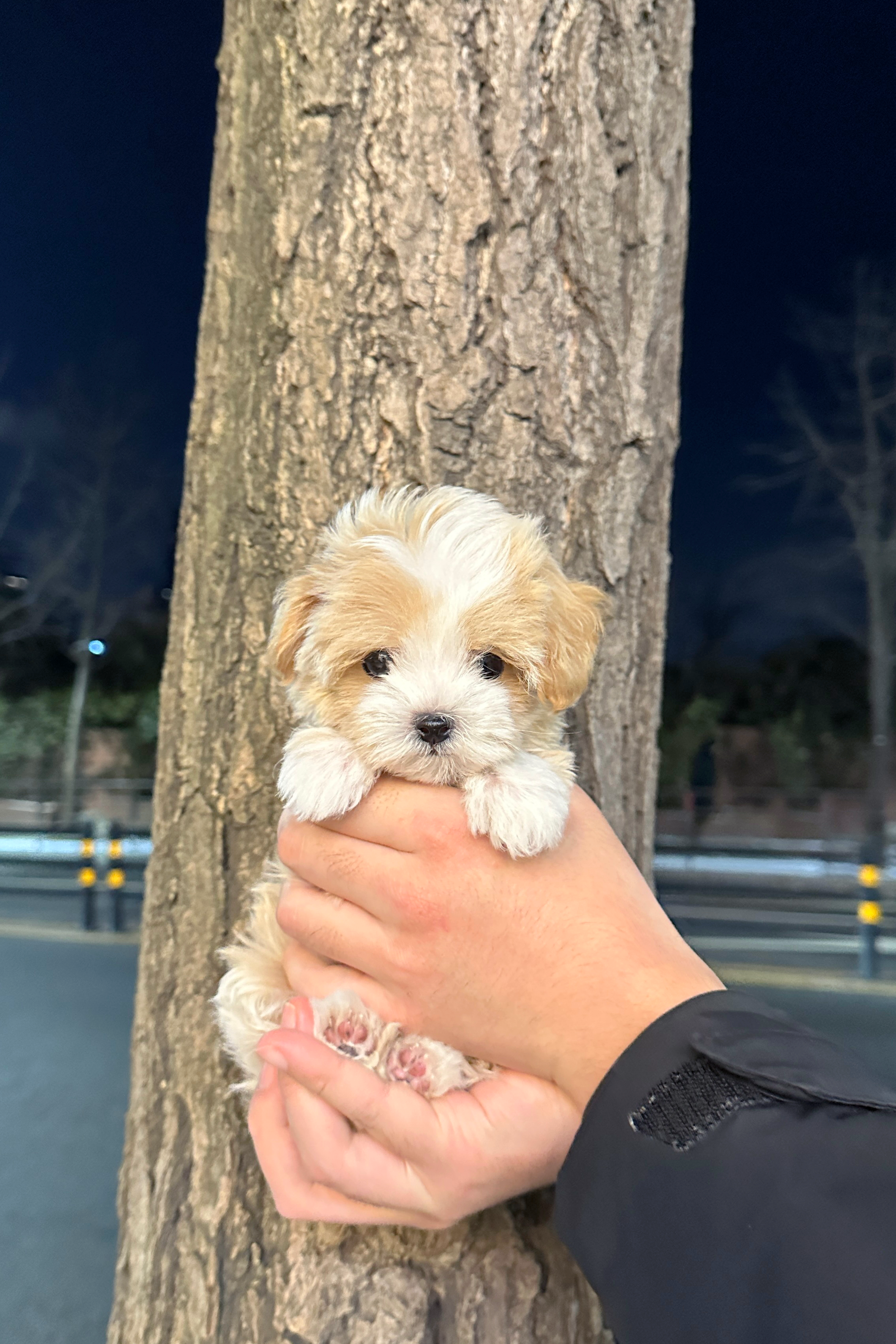 LAURA - FEMALE (MALTIPOO)