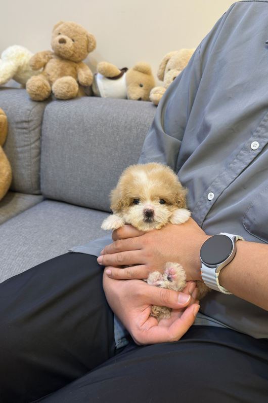 HAETSAL  - MALE (POODLE)