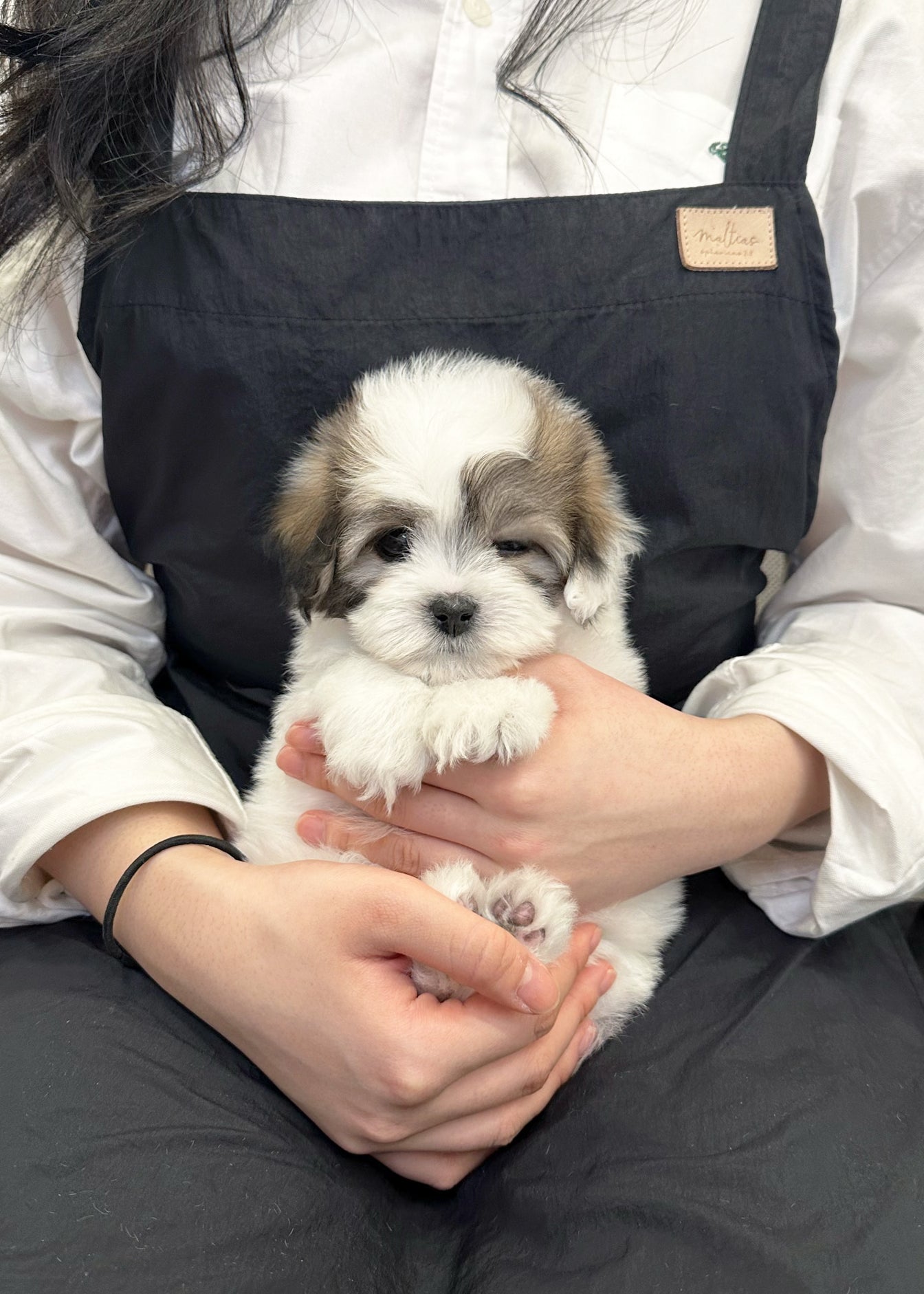 JUDITH - FEMALE (COTON DE TULEAR)