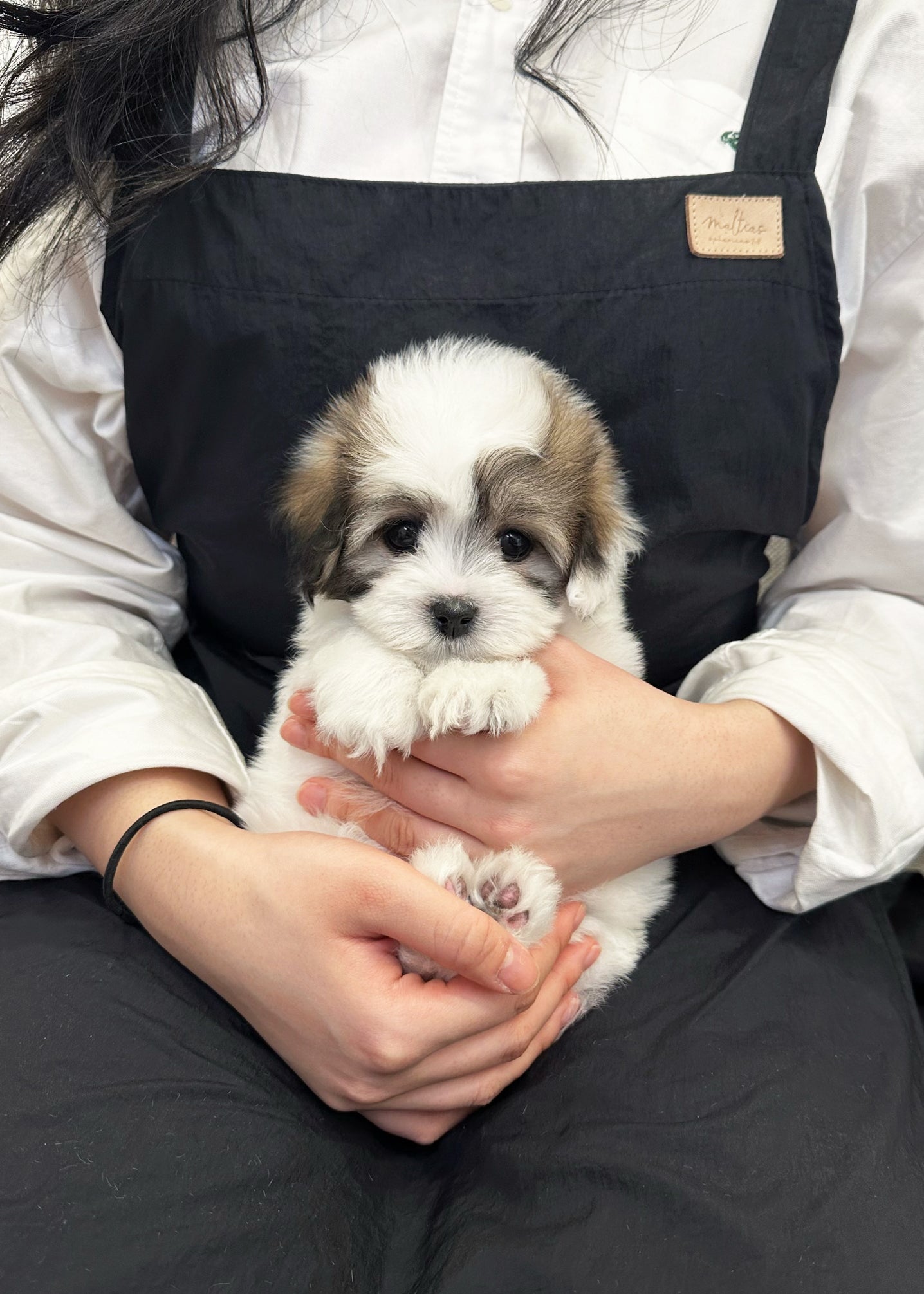 JUDITH - FEMALE (COTON DE TULEAR)