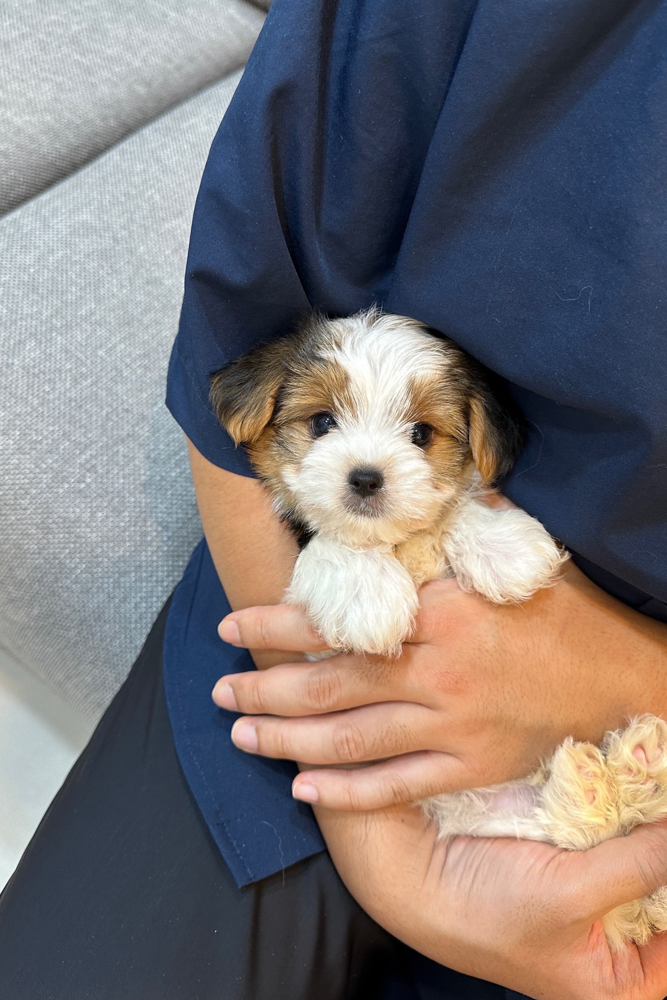JINU - MALE (BIEWER TERRIER)