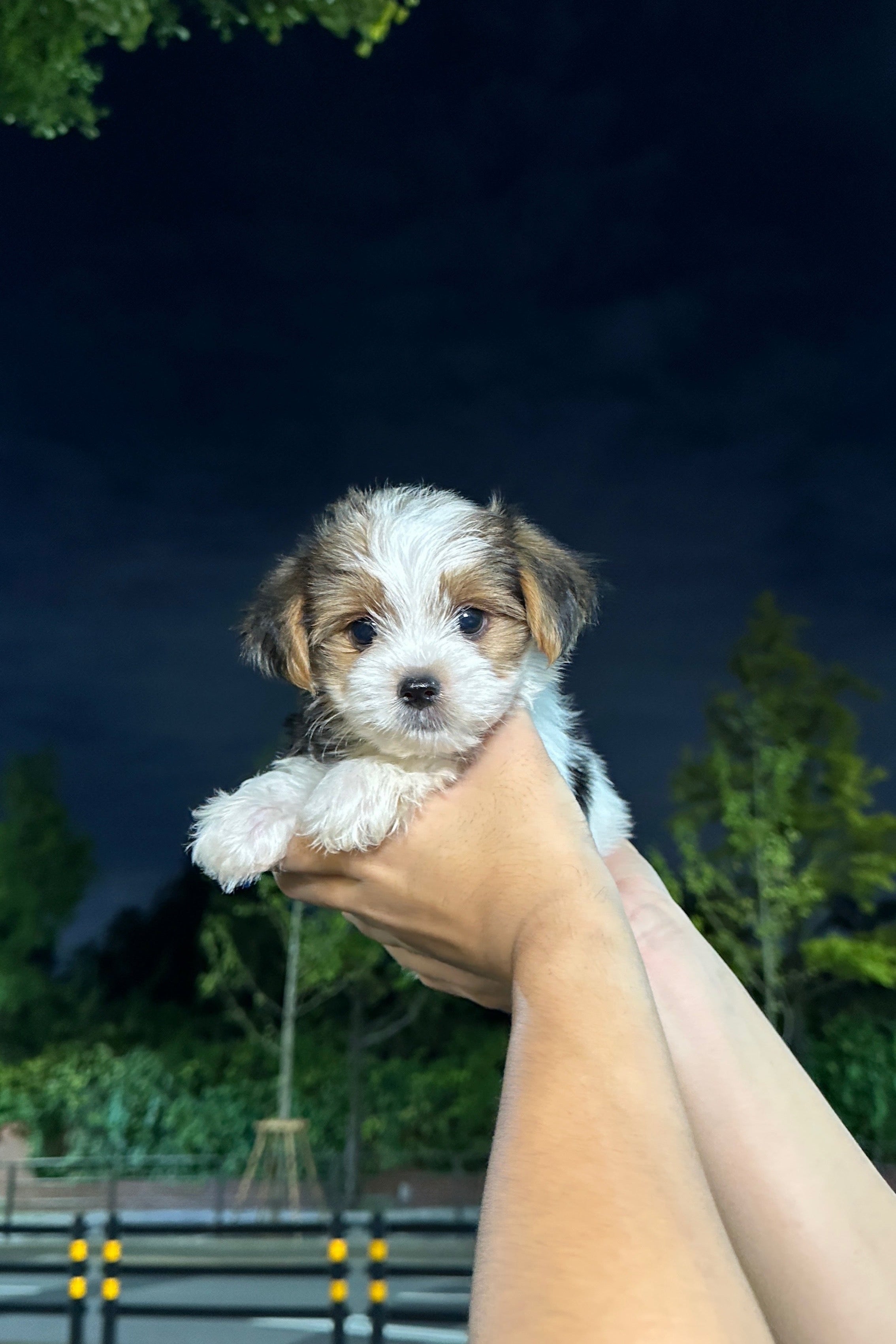 JINU - MALE (BIEWER TERRIER)