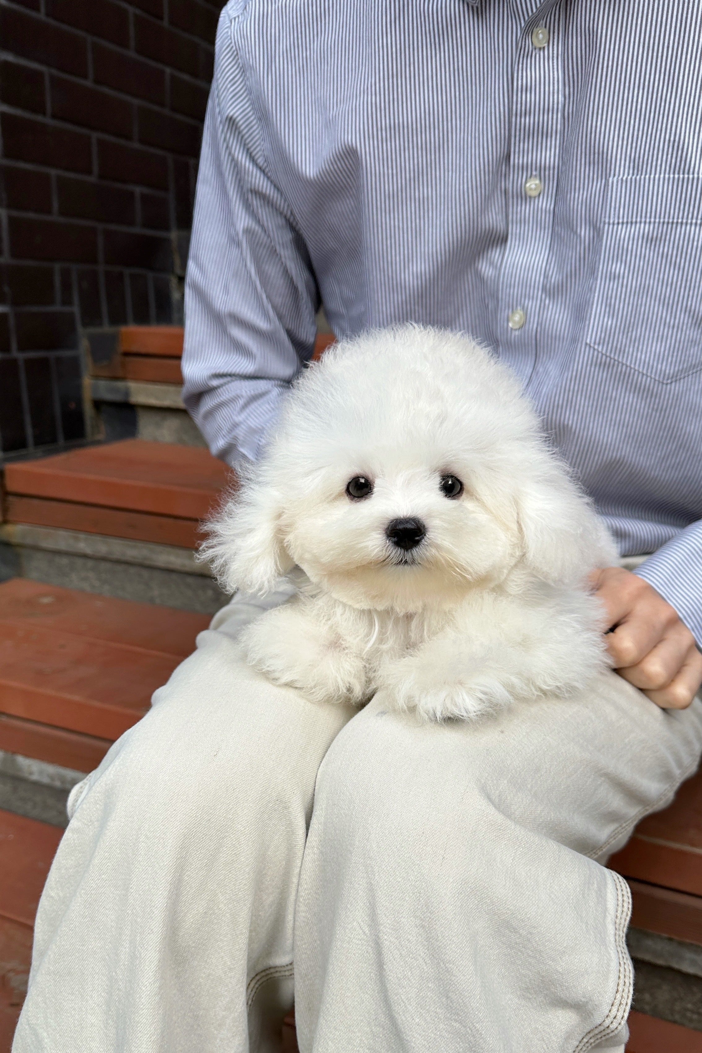 ARI - FEMALE (MINI BICHON FRISE)