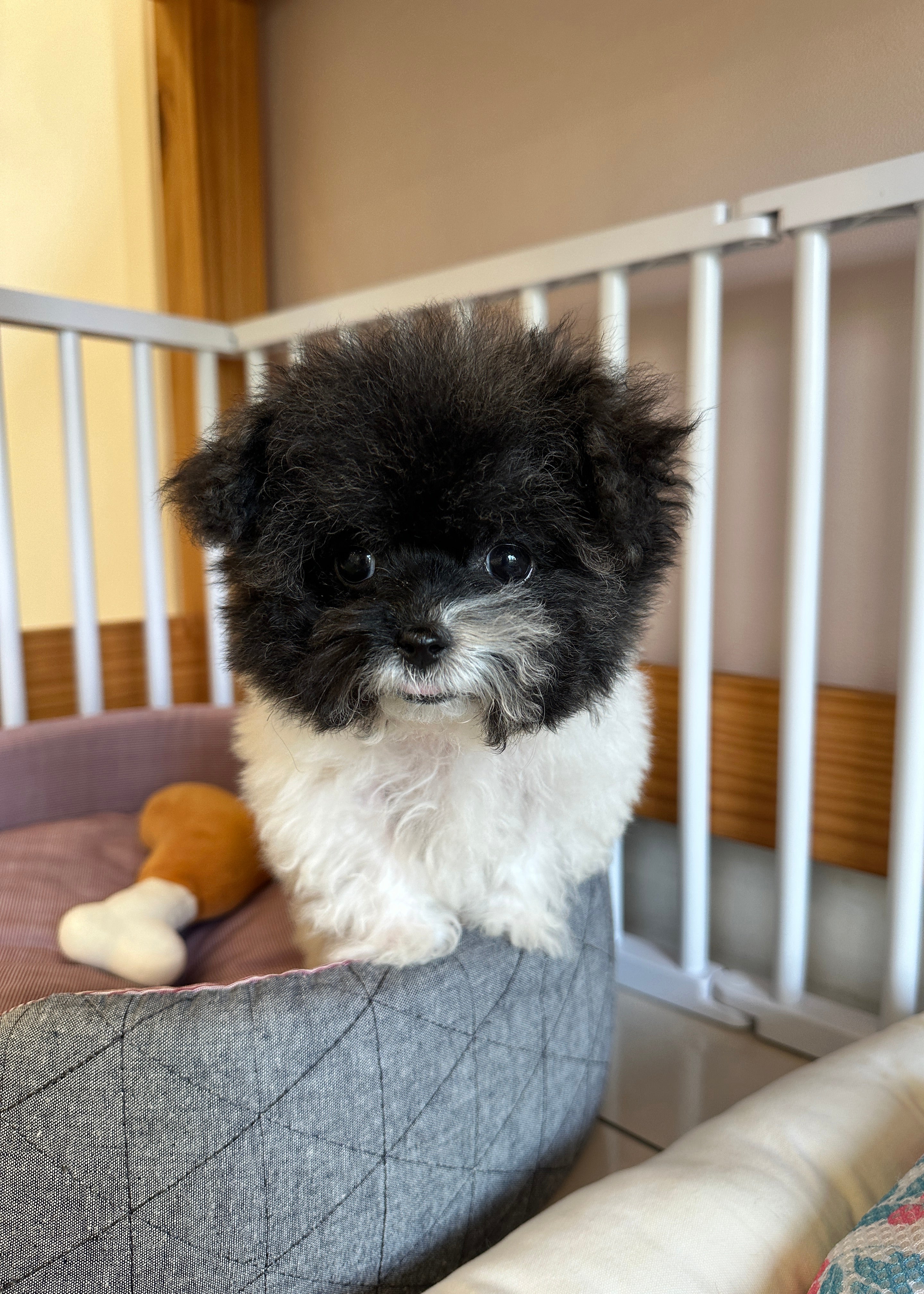 EDWARD - MALE (MALTIPOO)