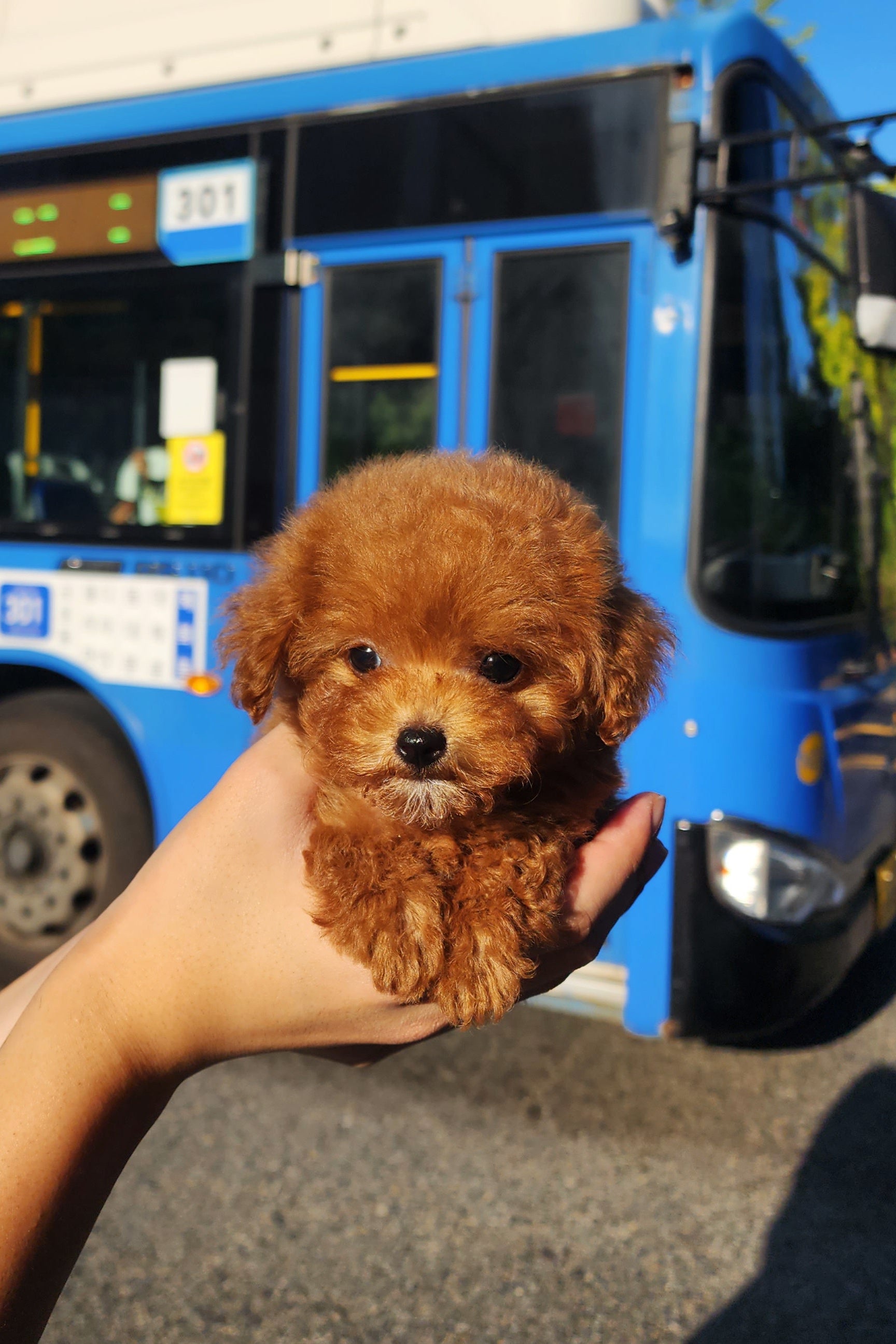 SYDNEY - FEMALE (TEACUP POODLE)