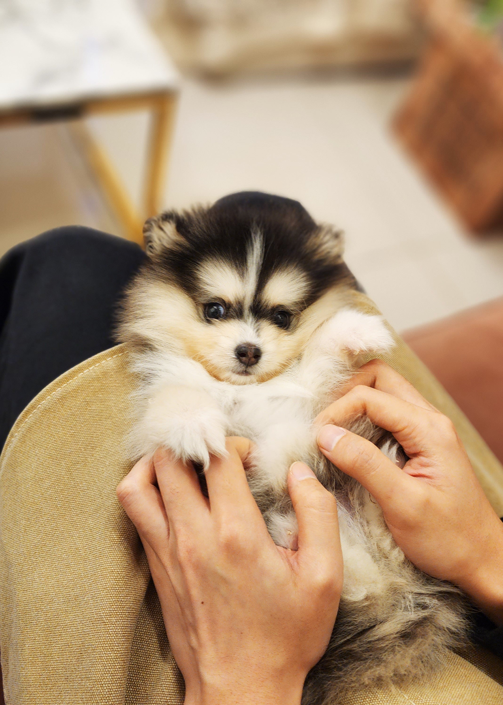 Teacup pomeranian husky shops mix