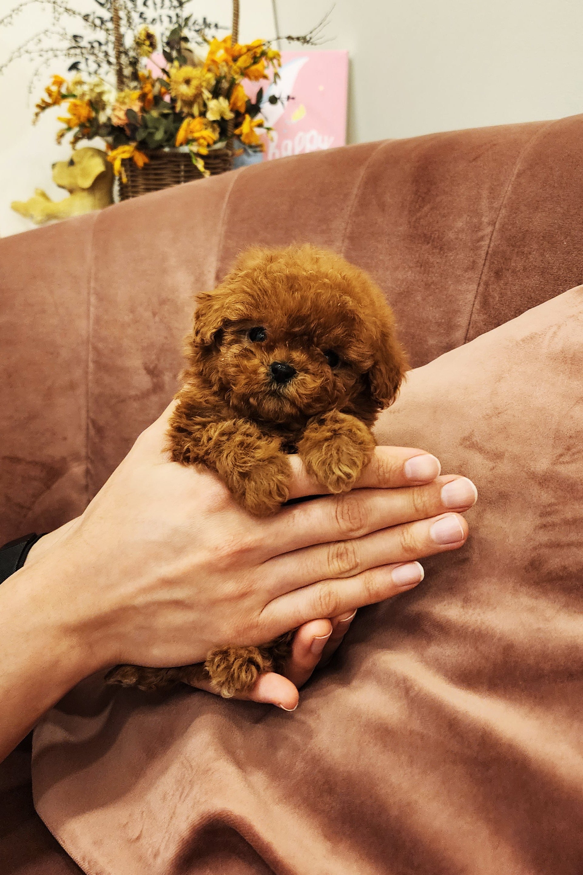 Cinnamon micro poodle female hotsell