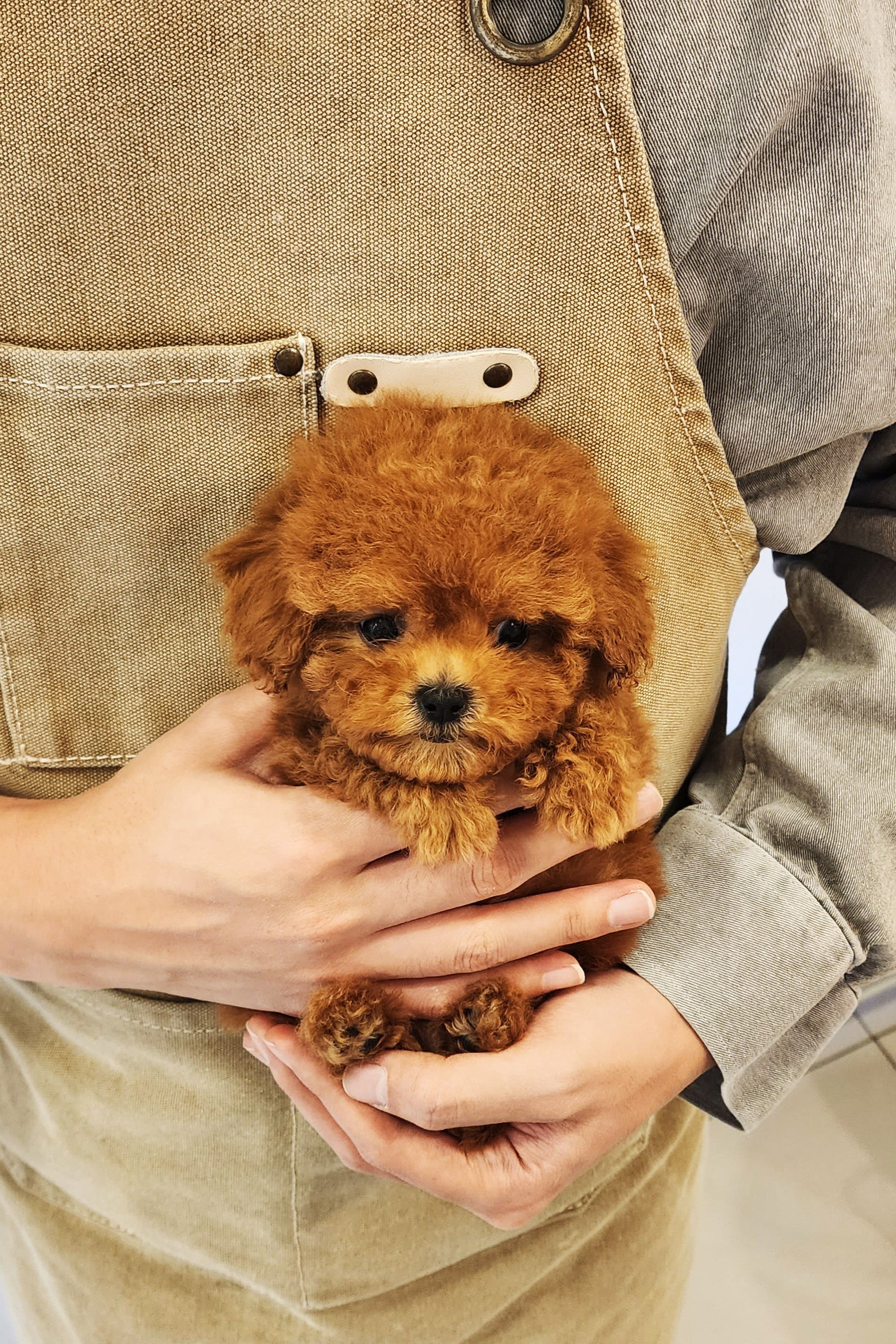 STEPHANIE FEMALE TEACUP POODLE