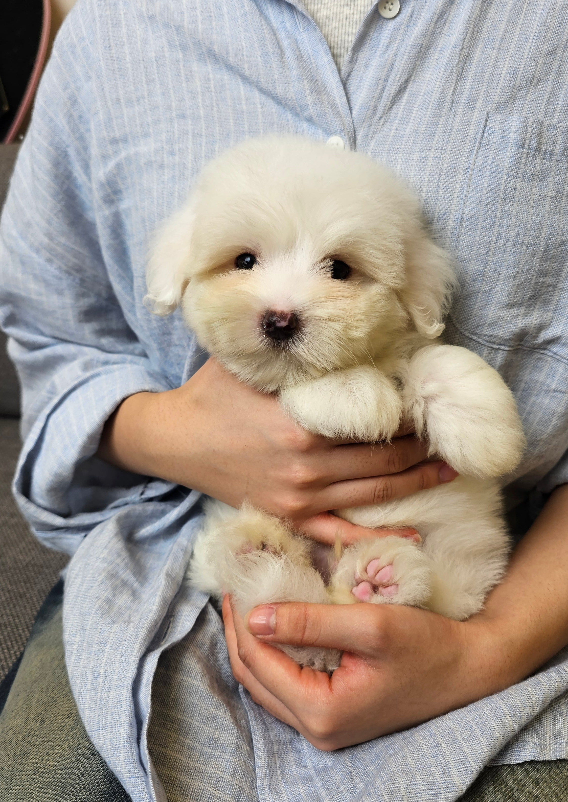 CHARLIE - MALE (COTON DE TULEAR)