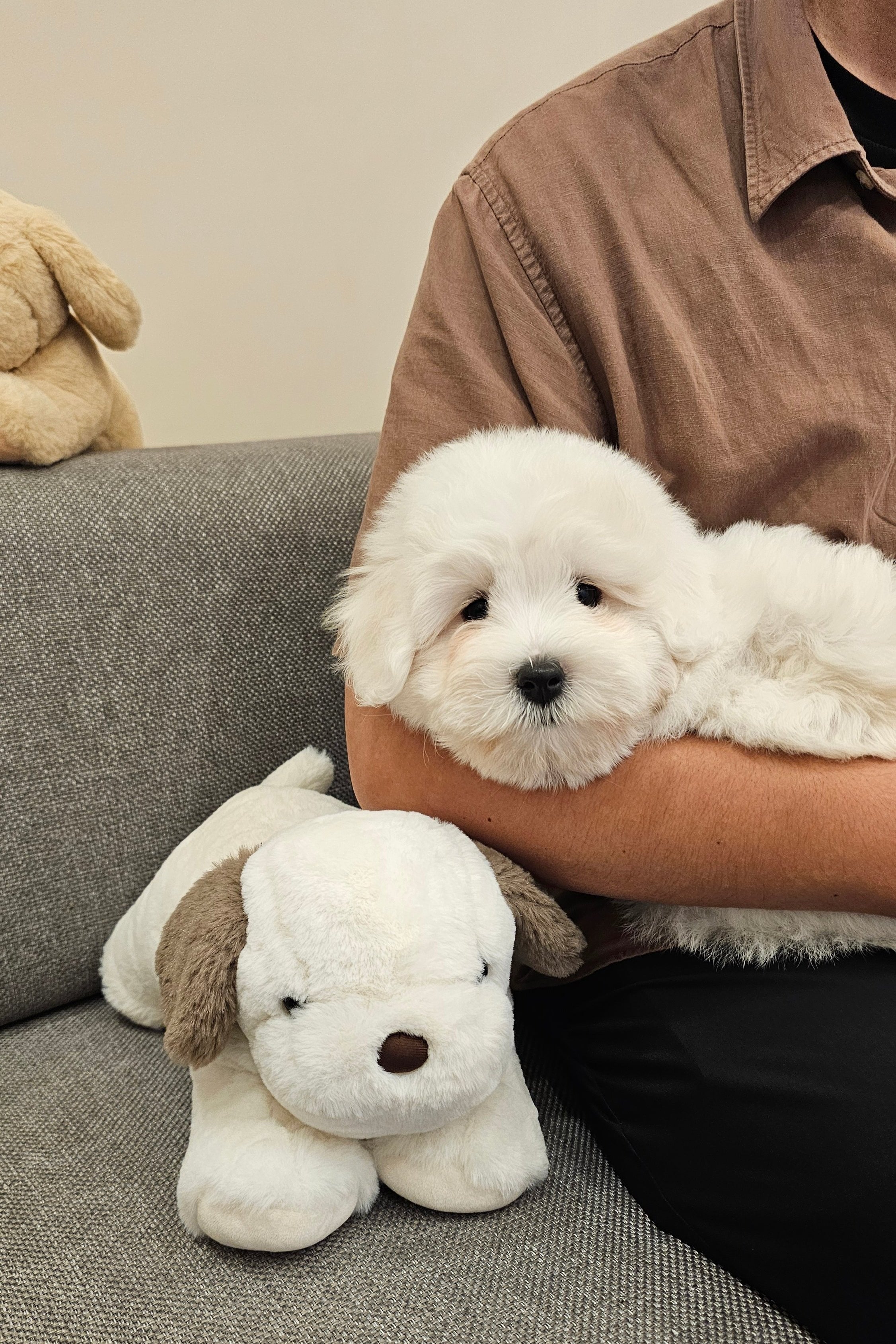 FRED - MALE (COTON DE TULEAR)