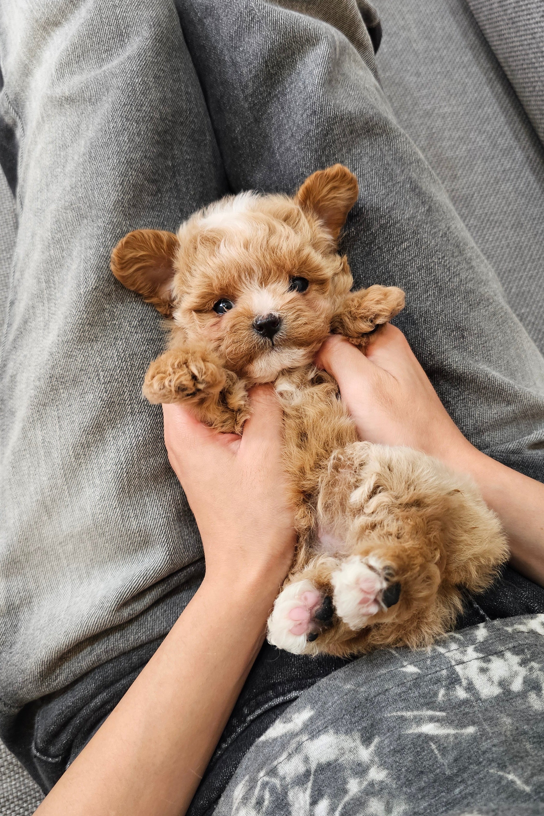 DAVIN - MALE (MALTIPOO)