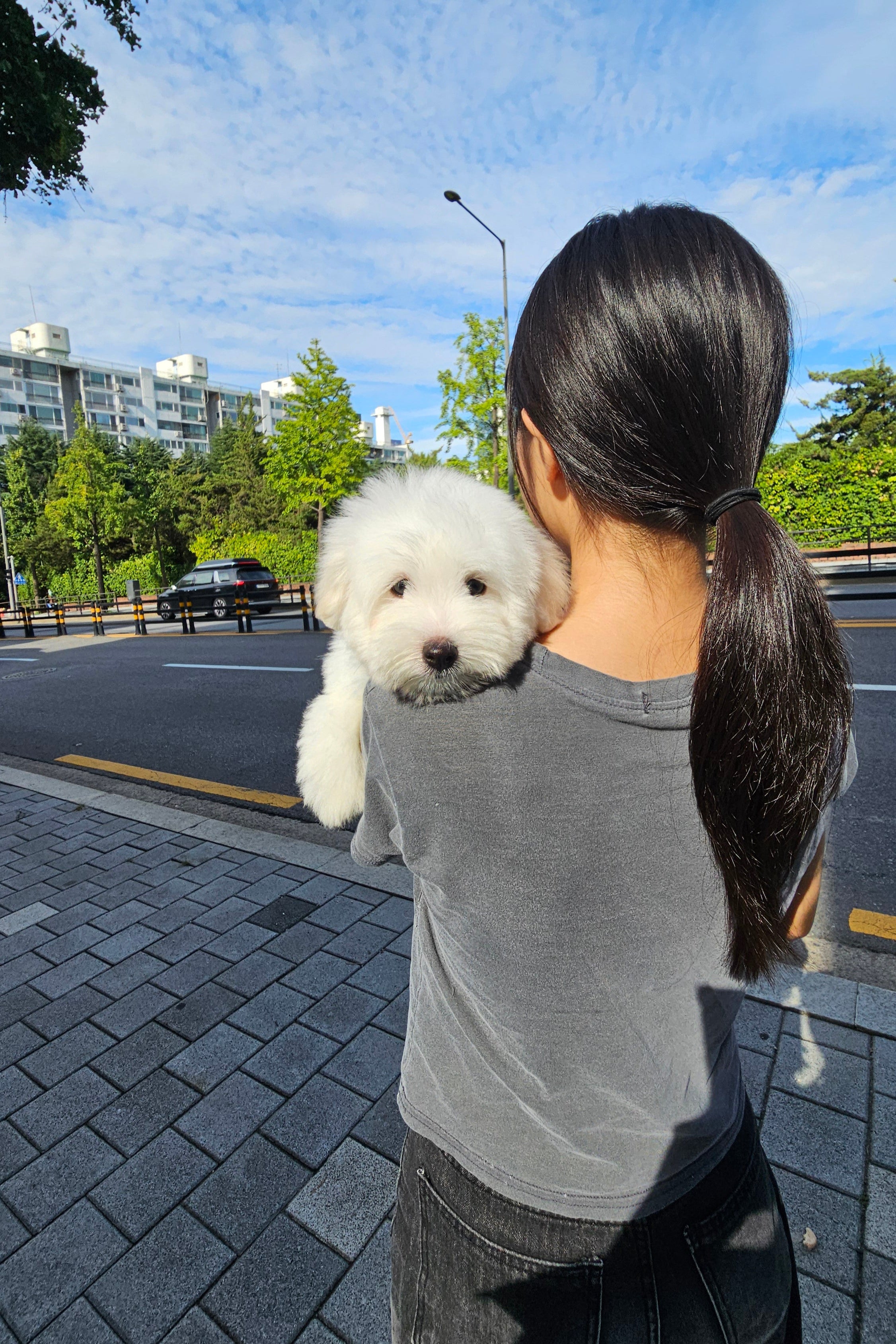 PRADA - FEMALE (COTON DE TULEAR)