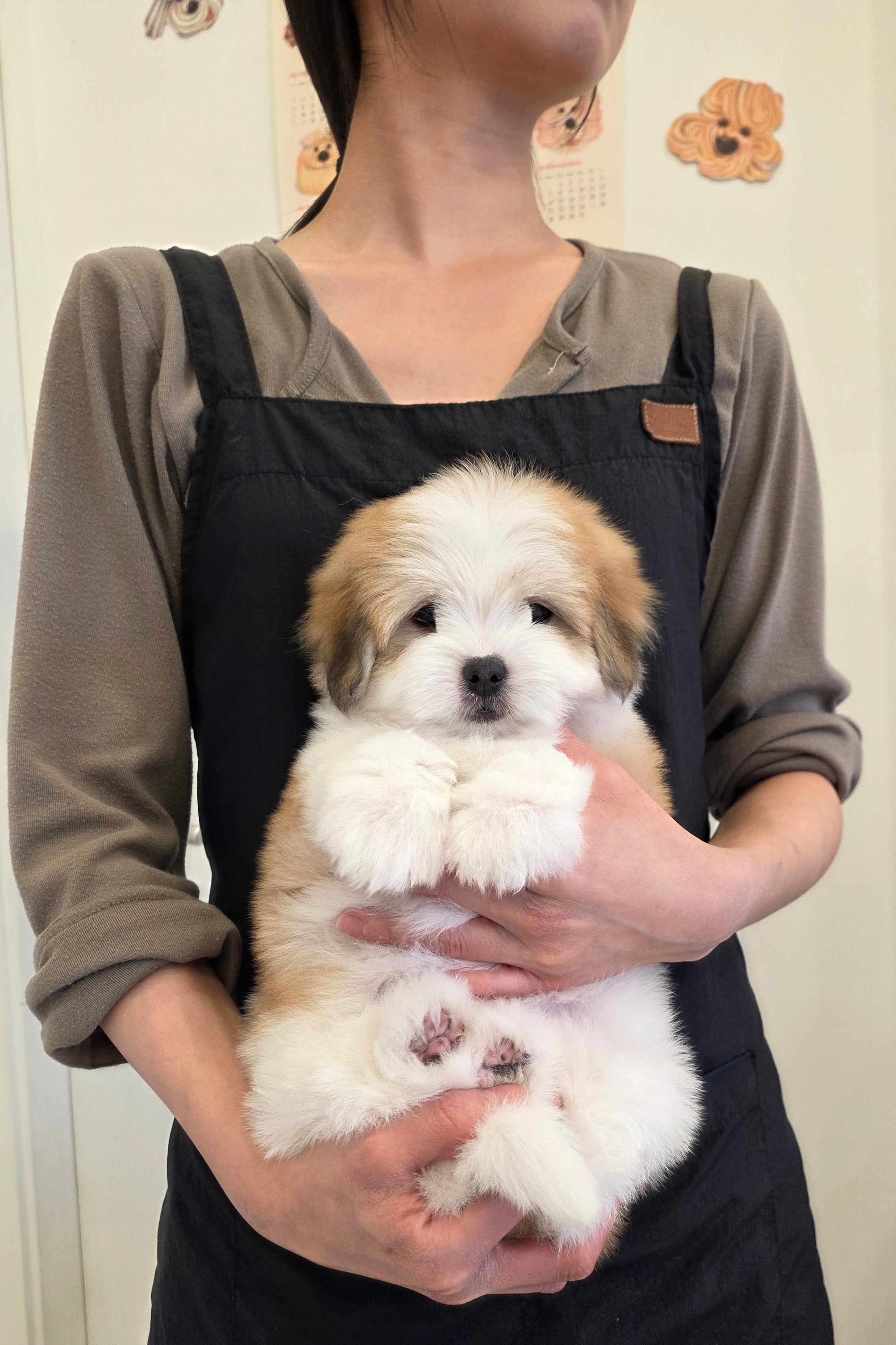 CARAMEL - FEMALE (COTON DE TULEAR)