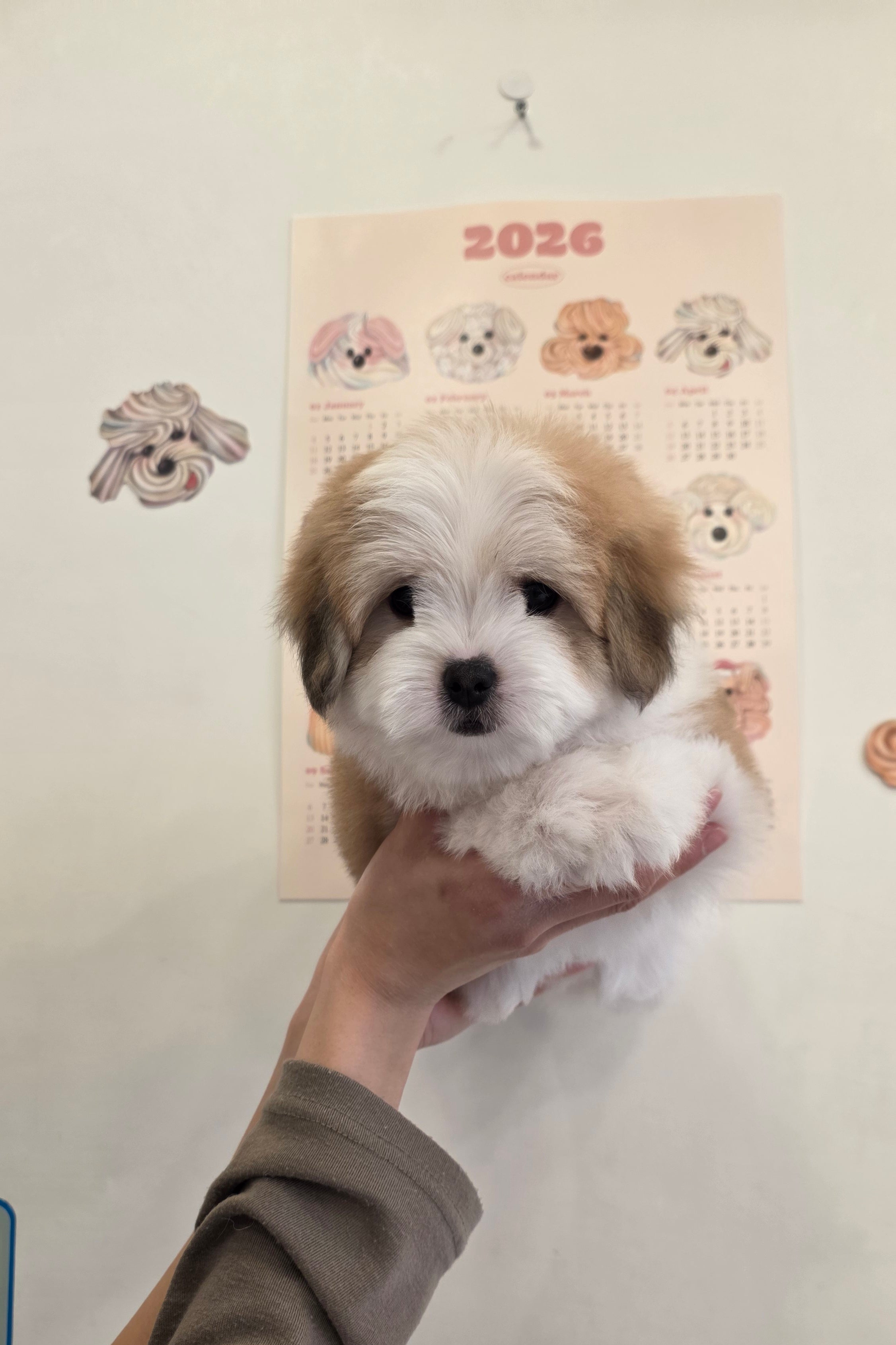 CARAMEL - FEMALE (COTON DE TULEAR)