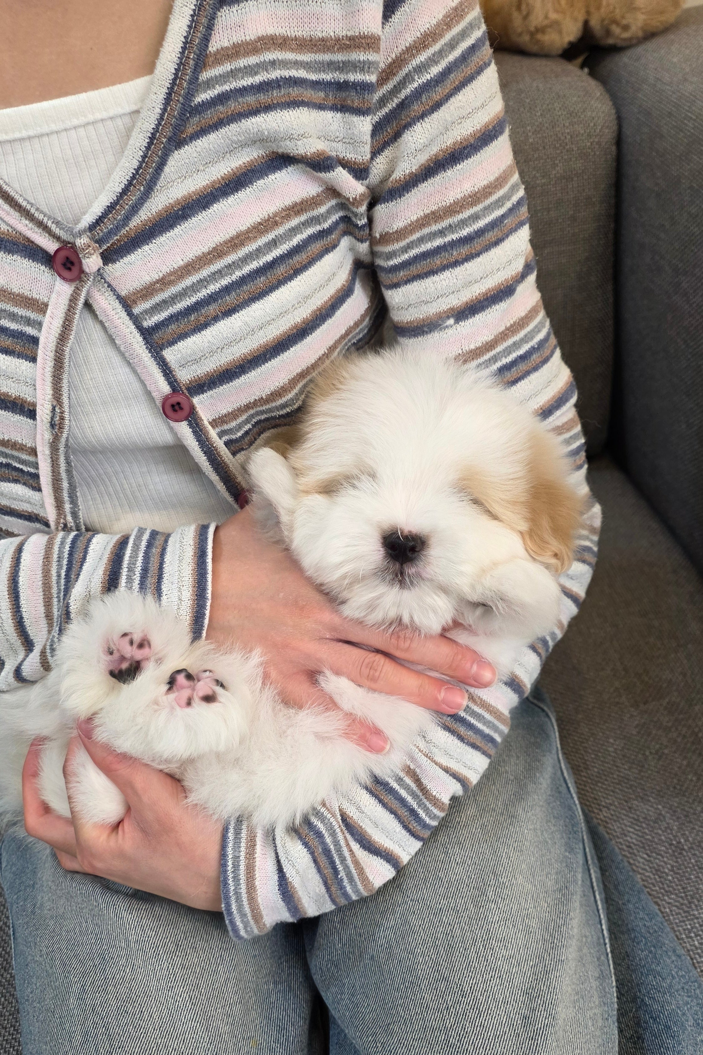 POCHACO - MALE (COTON DE TULEAR)
