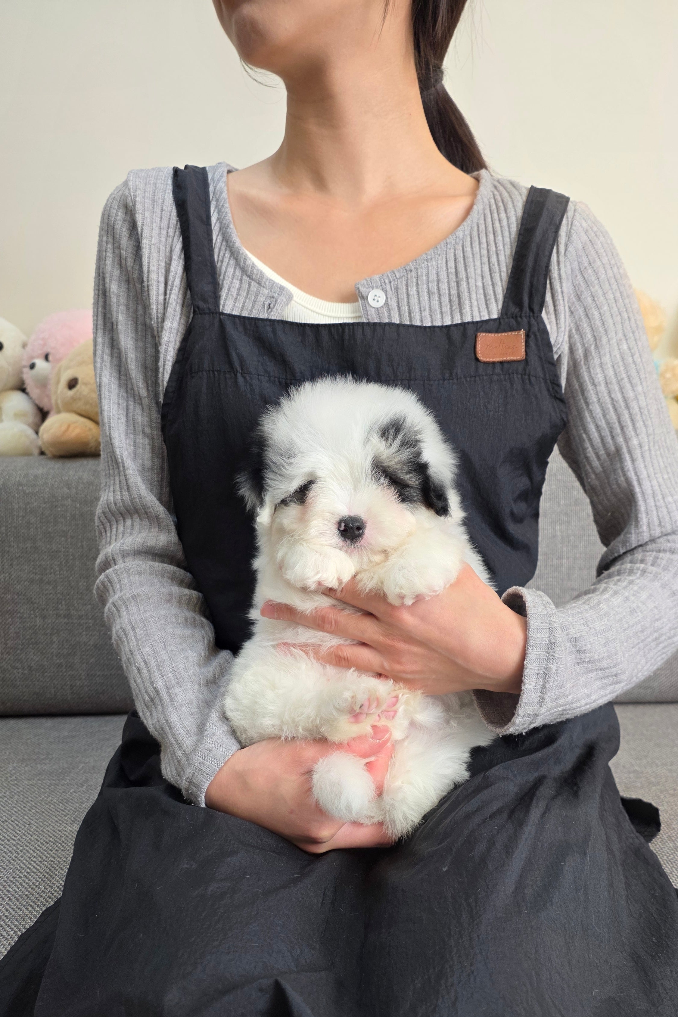 FUBAO - MALE (COTON DE TULEAR)