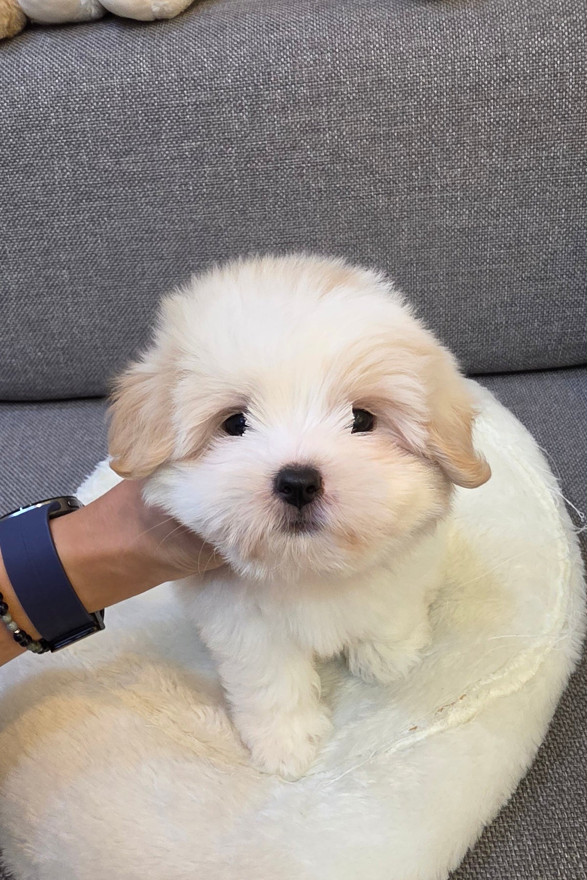 PPUKKA - MALE (COTON DE TULEAR)