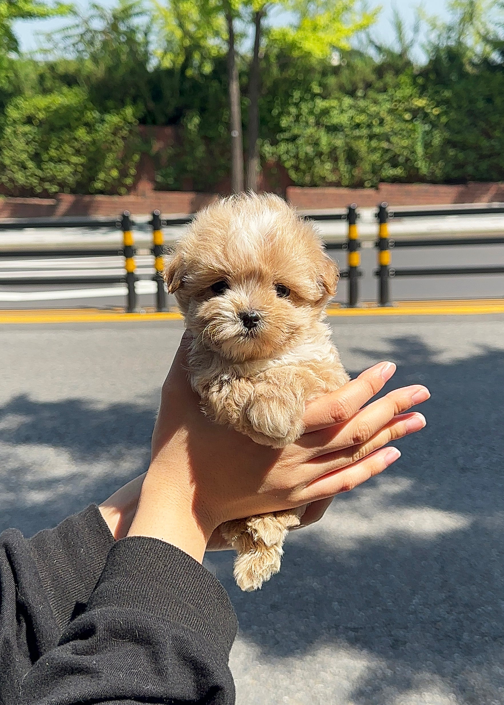 토마스 - 남아 (말티푸)