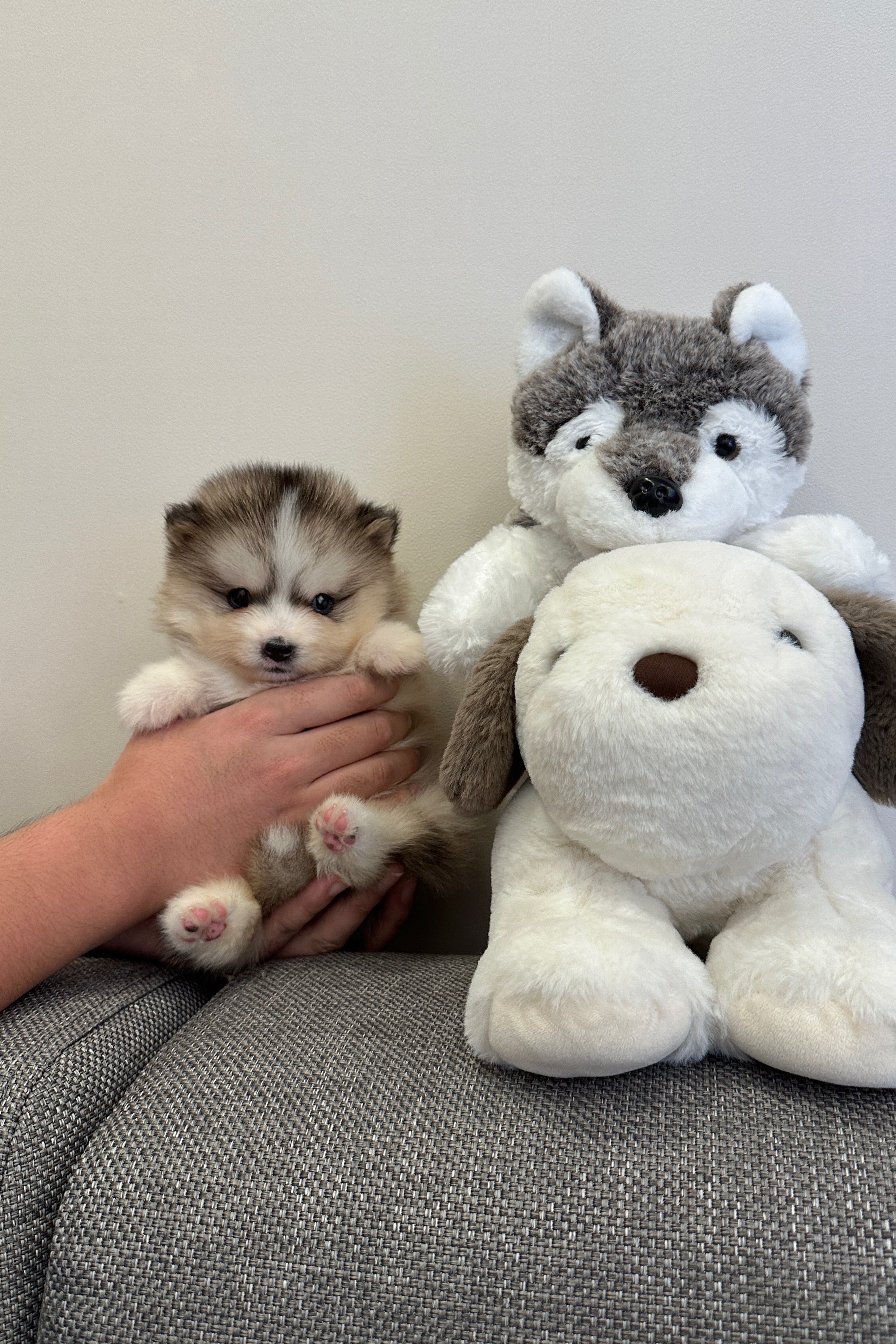 WOLF - MALE (POMSKY)