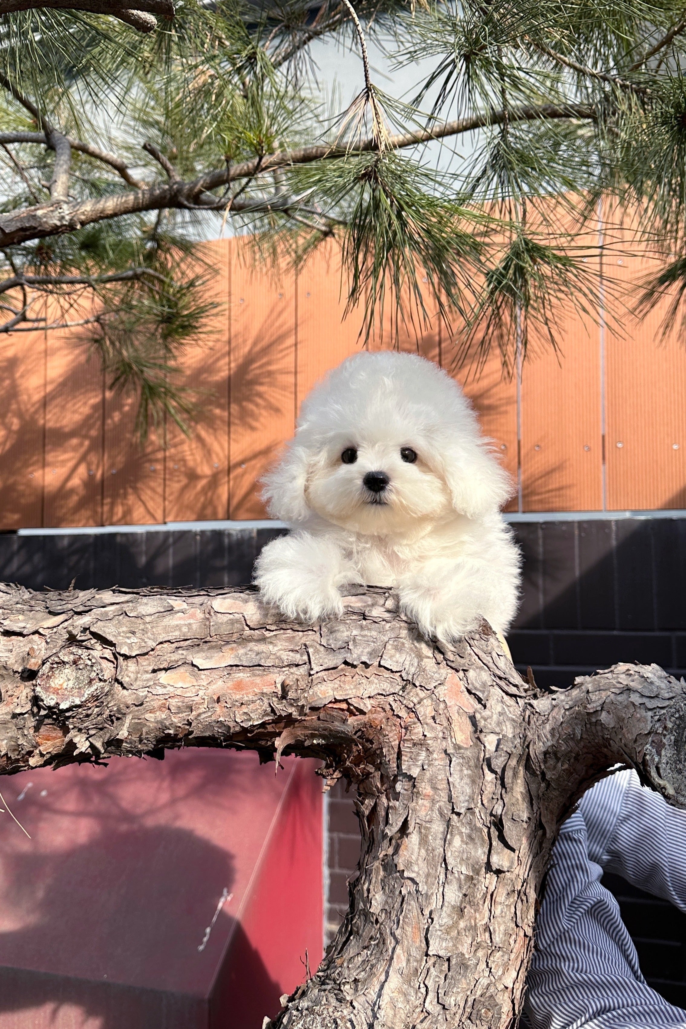 ARI - FEMALE (MINI BICHON FRISE)