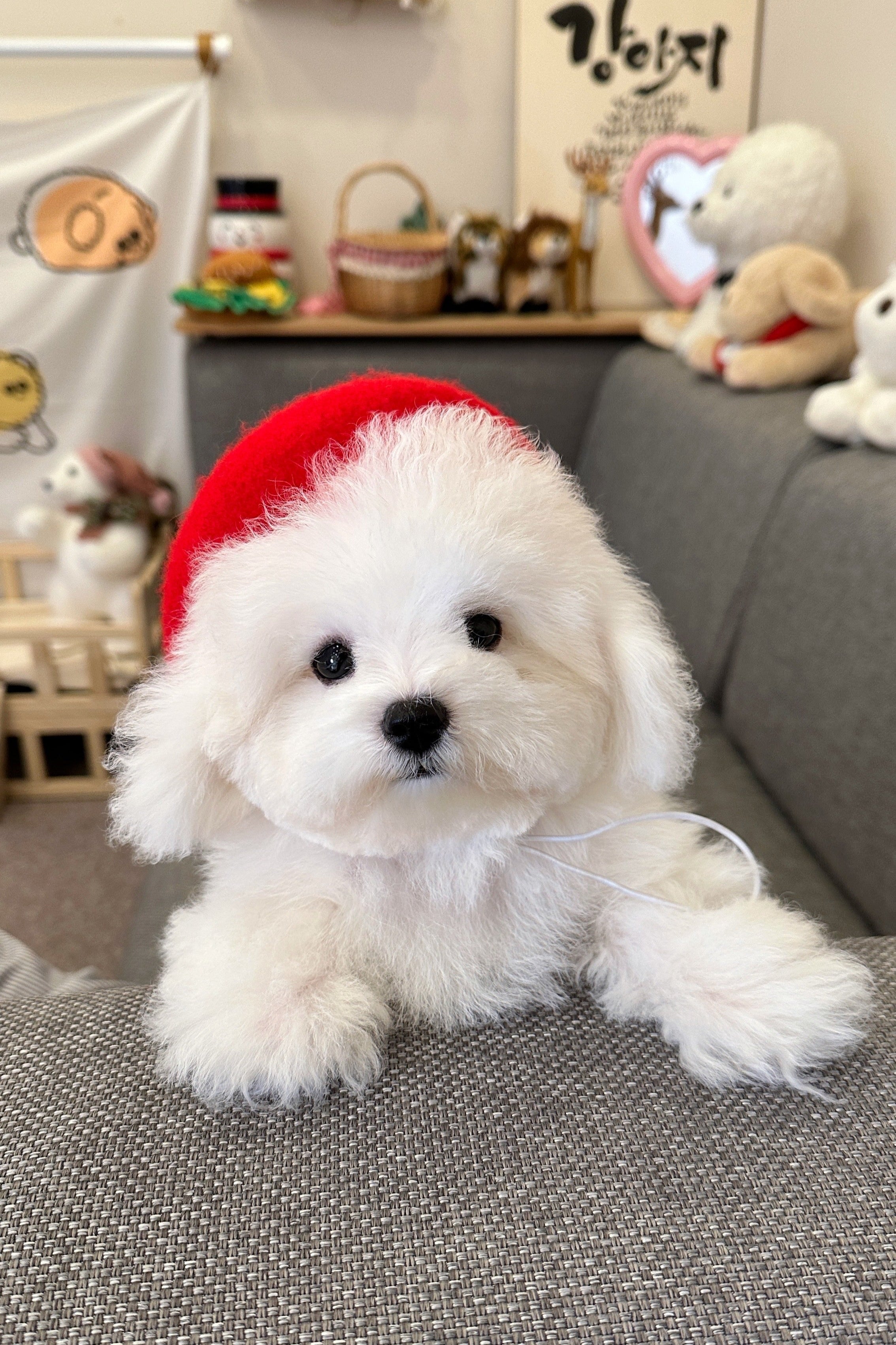 Puppies Bichon Frise Dogs For Sale Near Me Puppy Trading Post