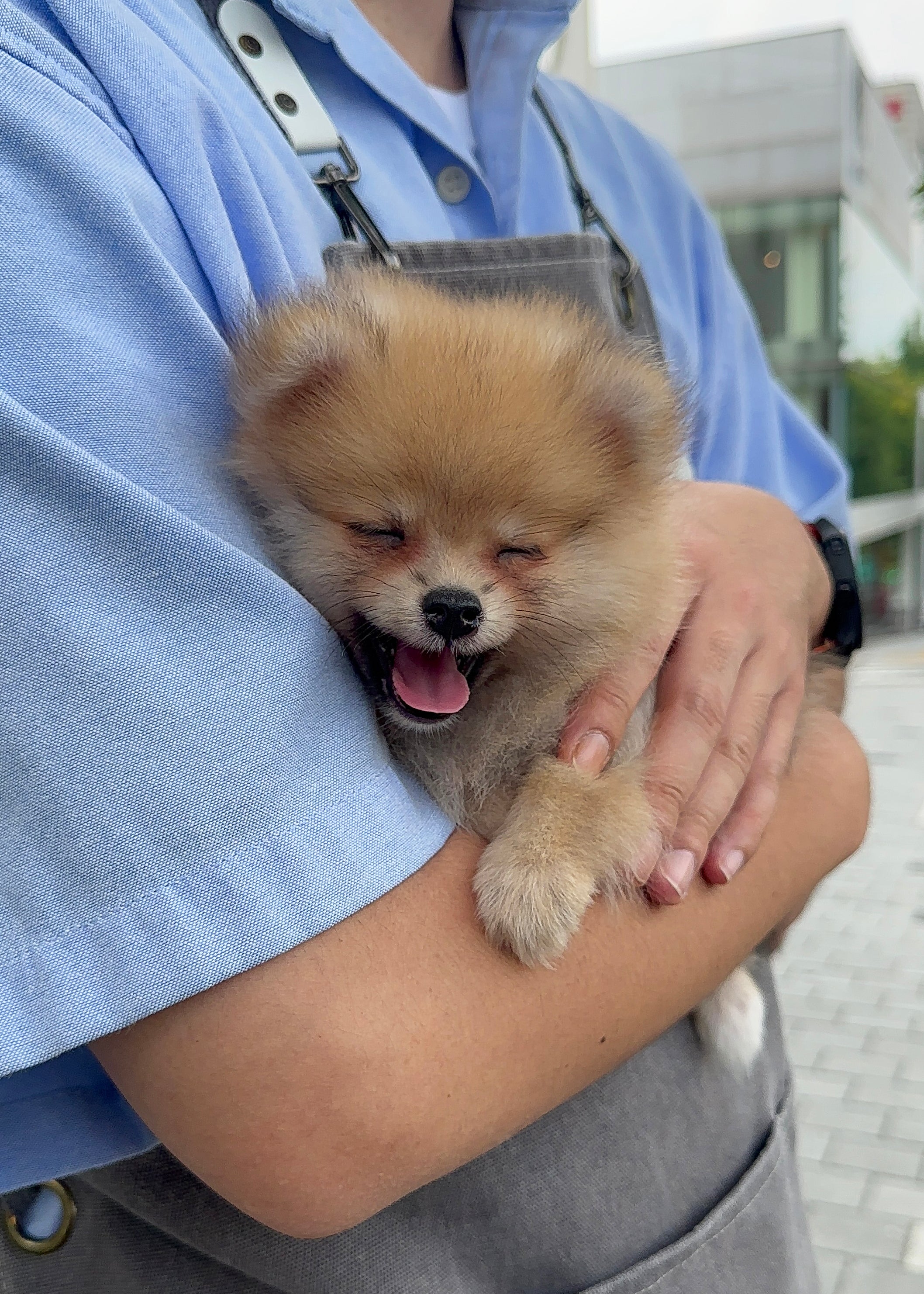 MATILDA - FEMALE (POMERANIAN)