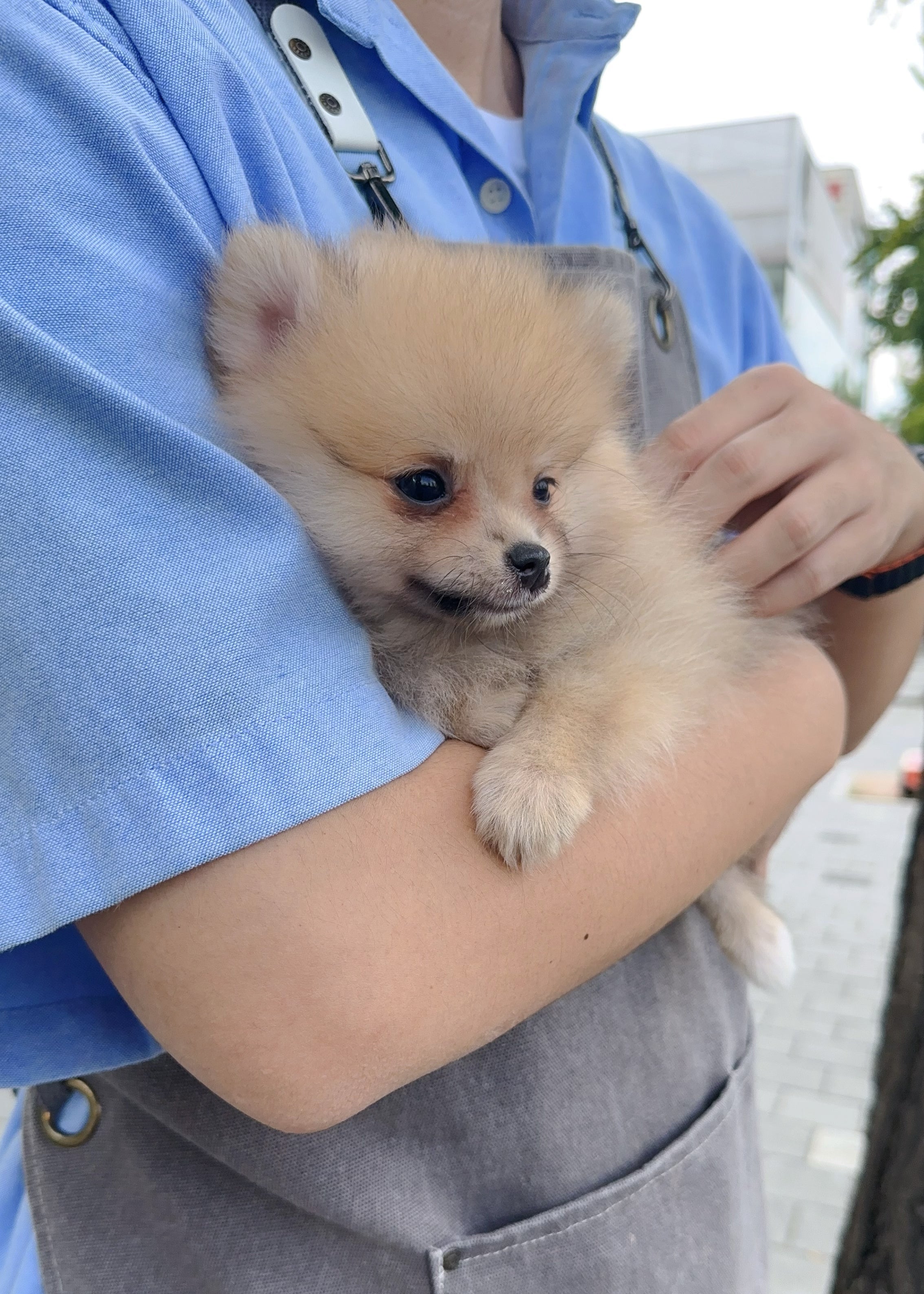 MATILDA - FEMALE (POMERANIAN)