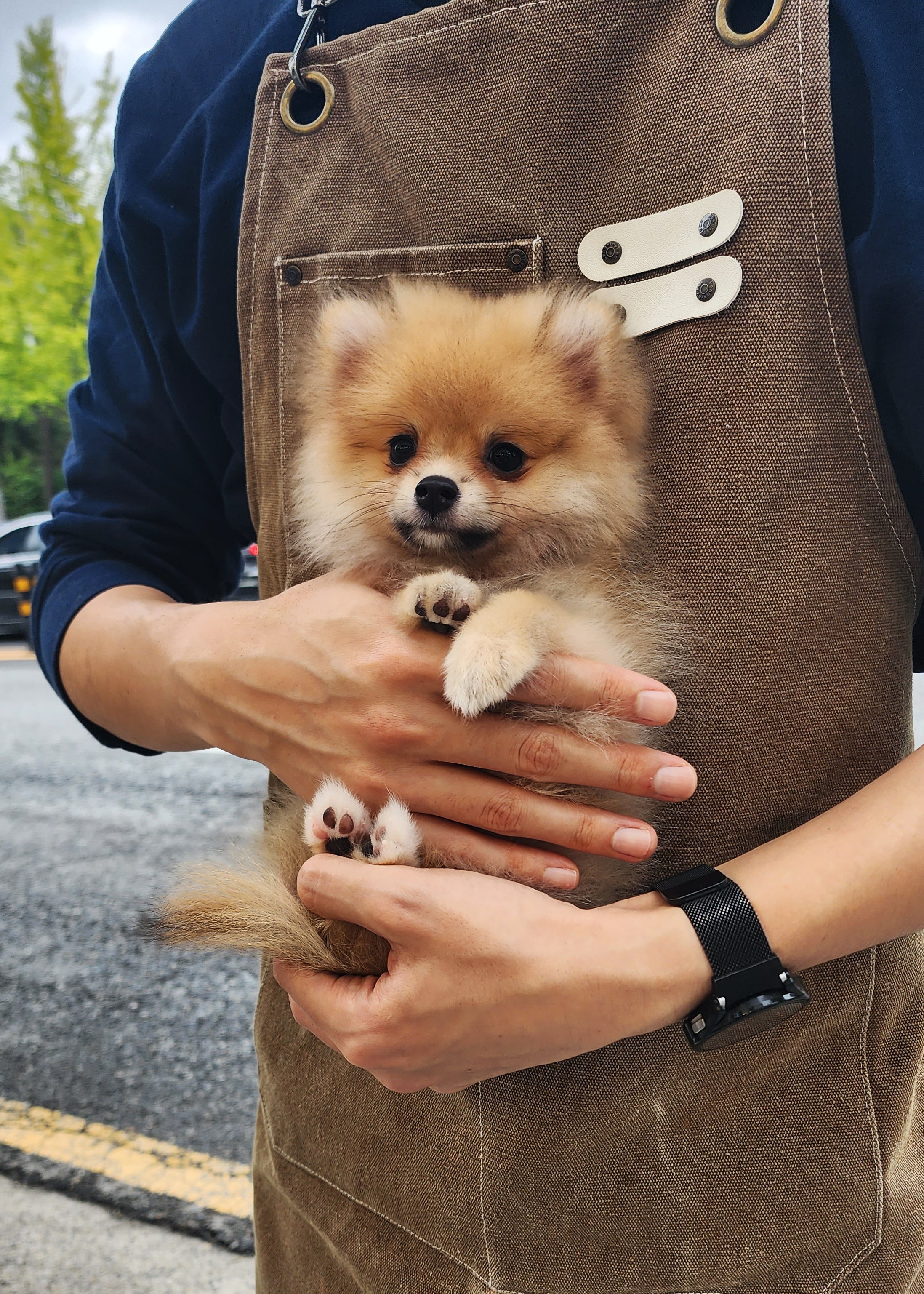 MATILDA - FEMALE (POMERANIAN)