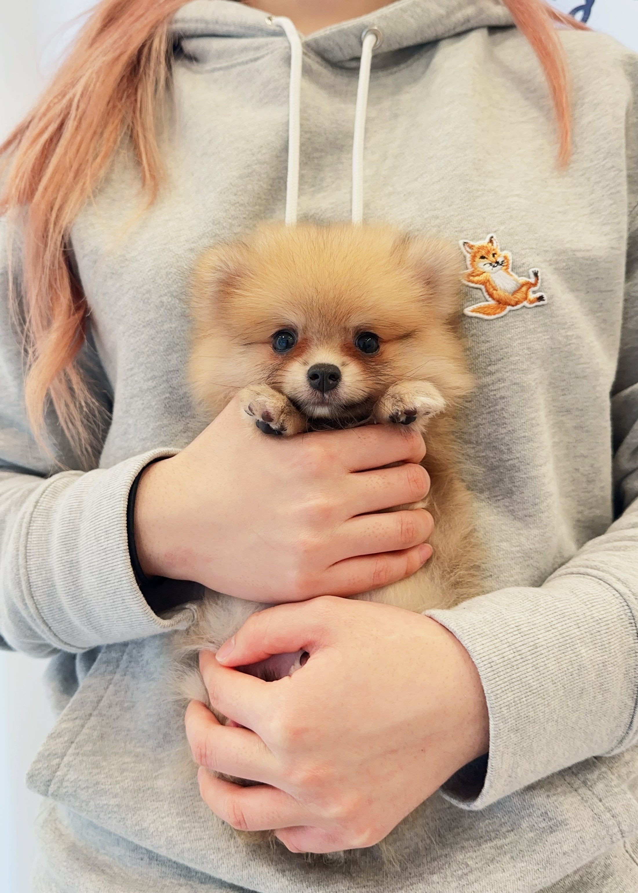 MATILDA - FEMALE (POMERANIAN)