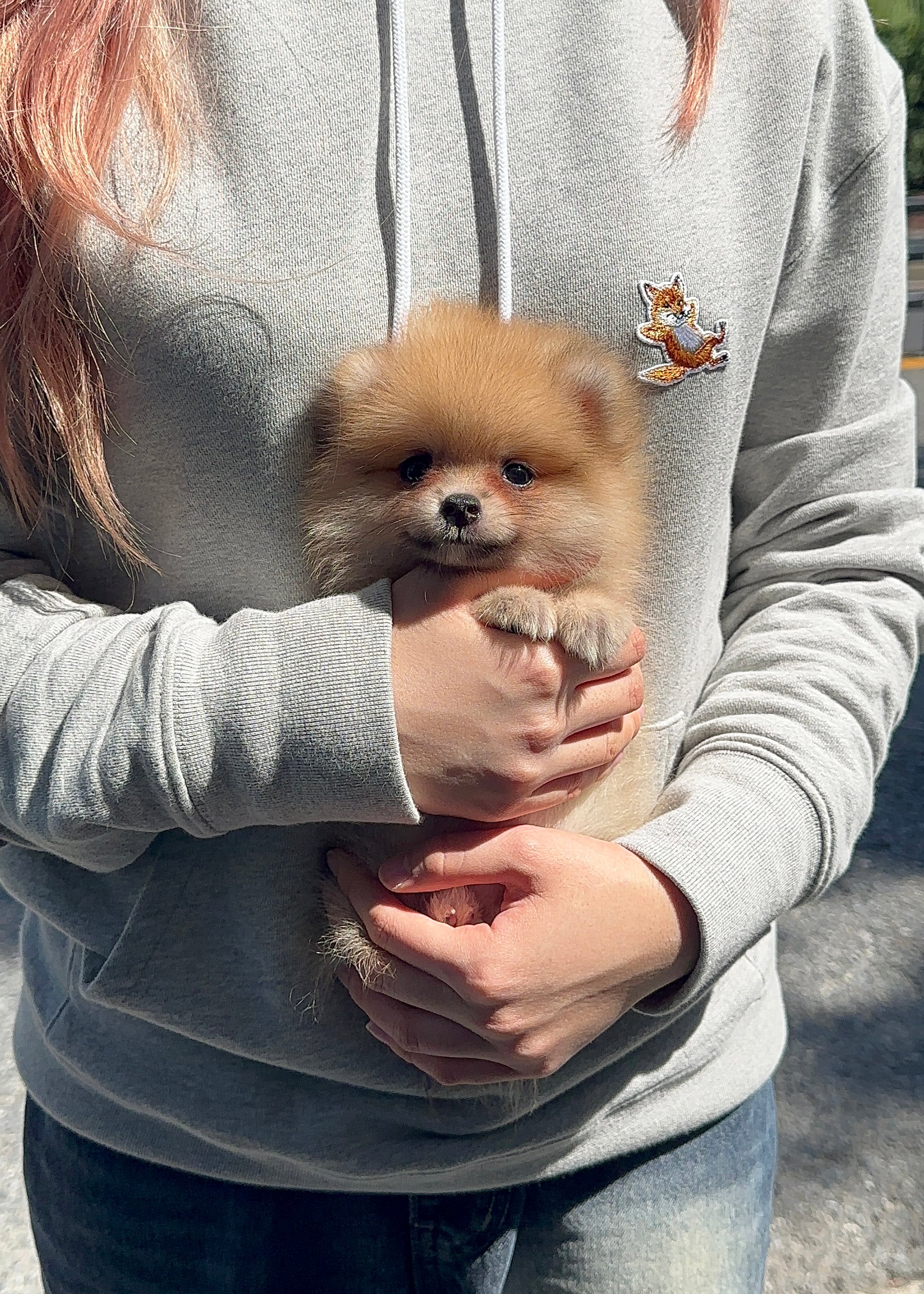 MATILDA - FEMALE (POMERANIAN)